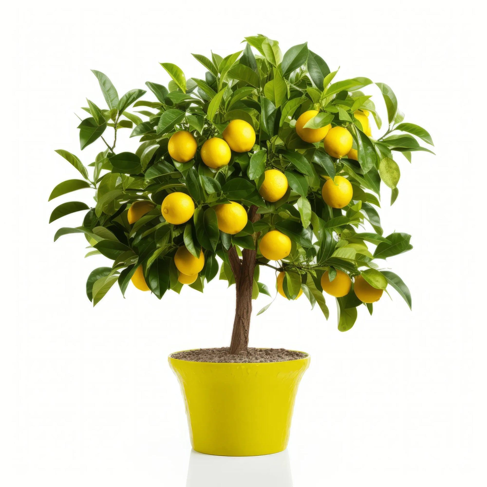 Andi lemon tree