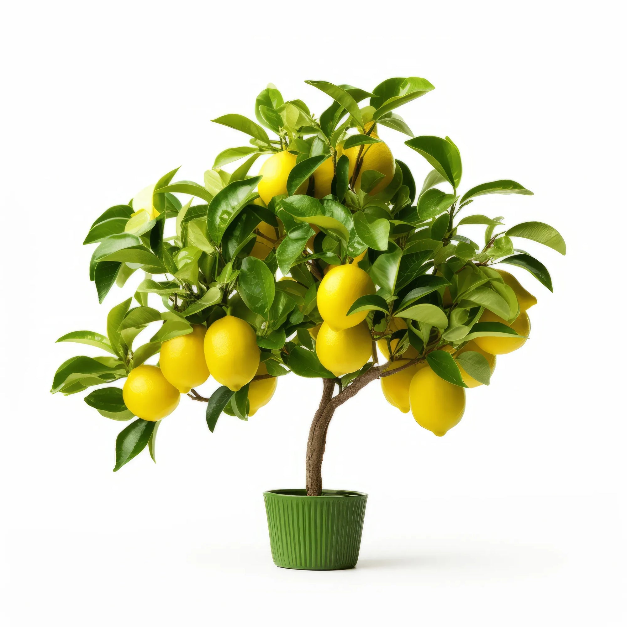 Andile lemon tree