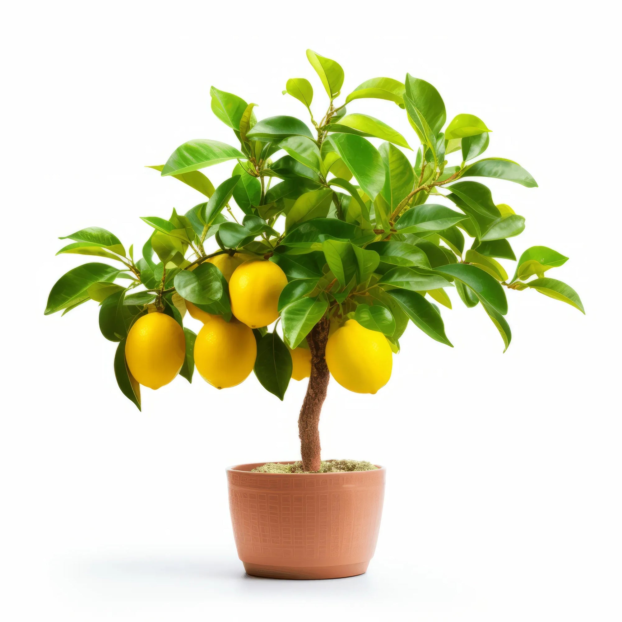 Andra lemon tree