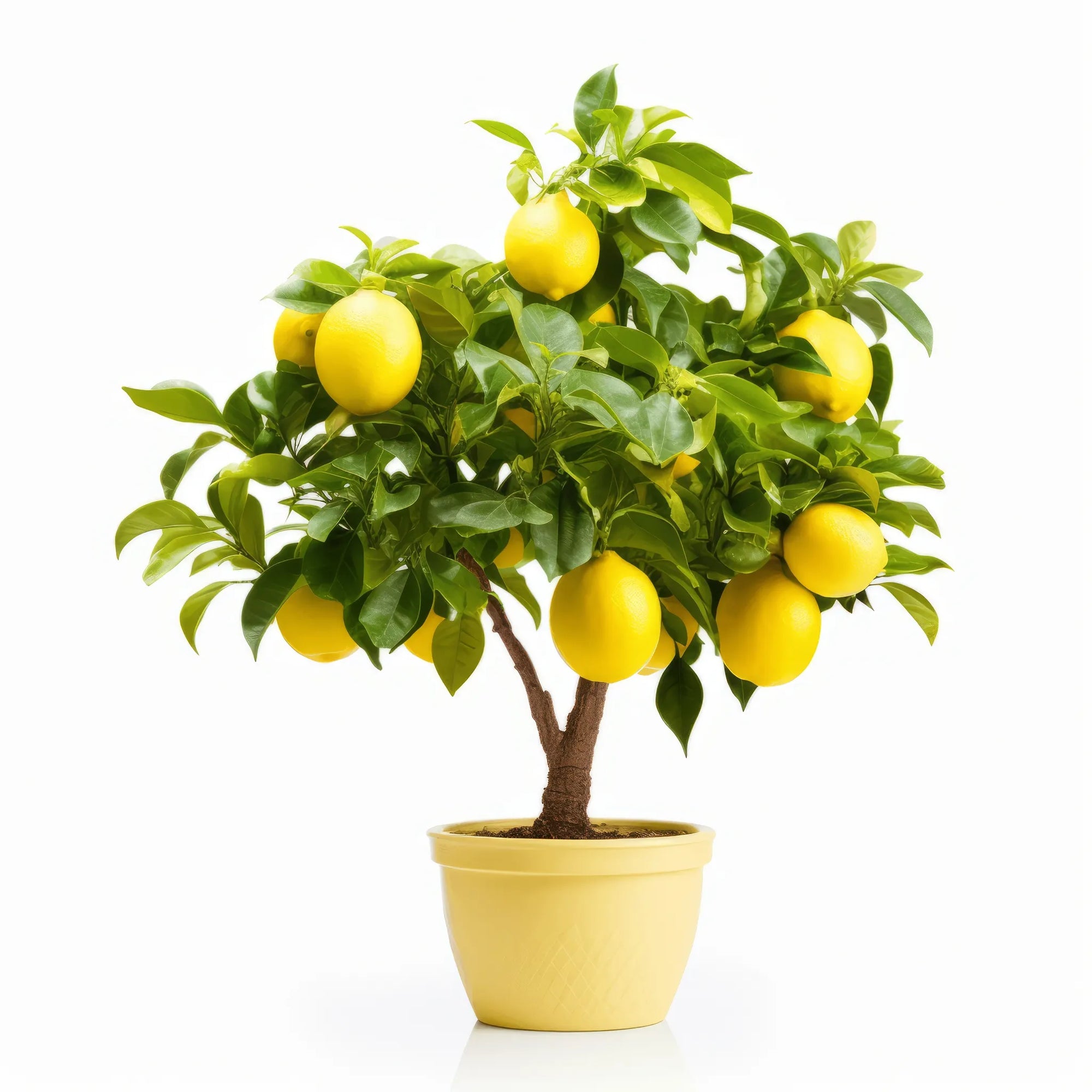Andres lemon tree
