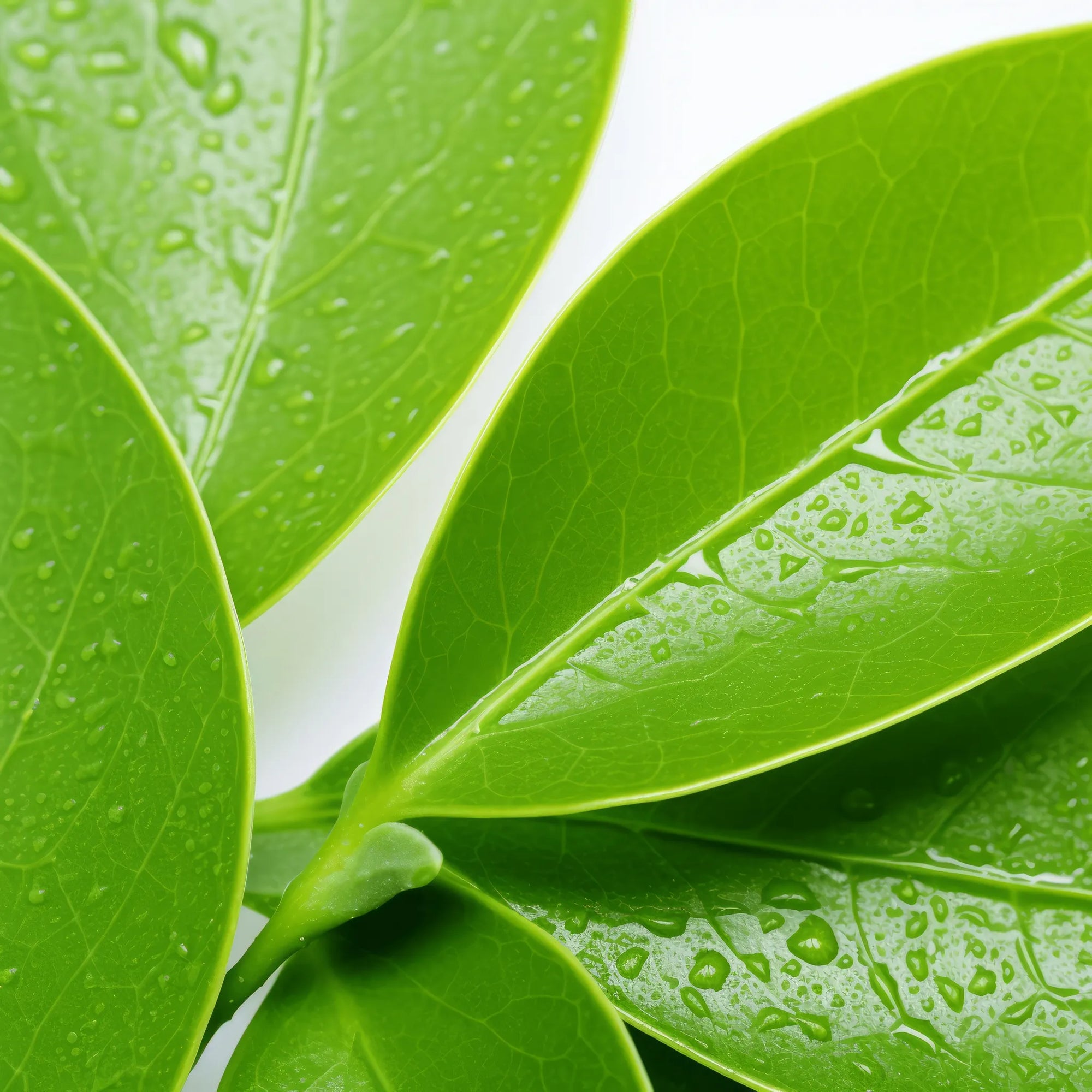 Anam lemon tree