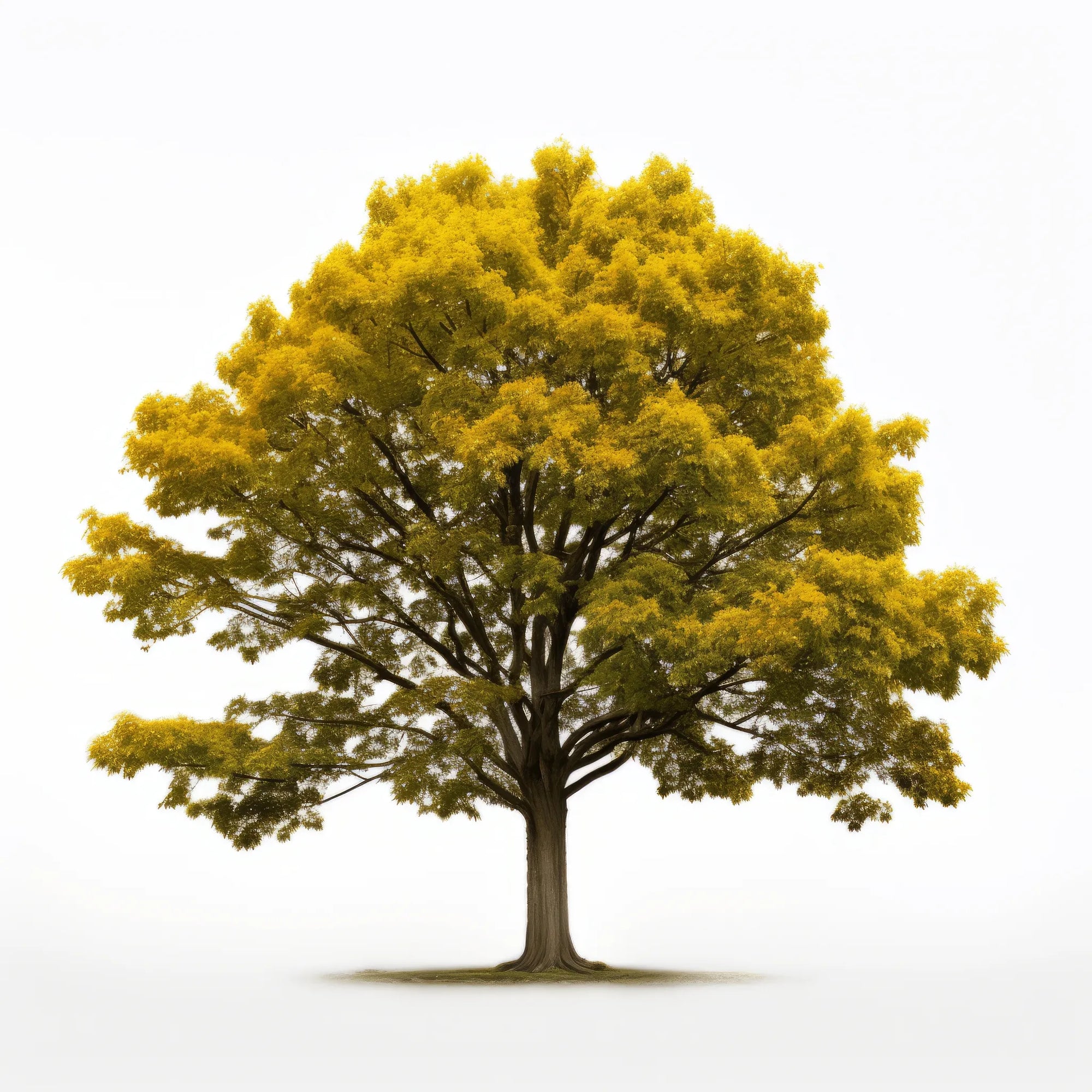 Anka maple tree