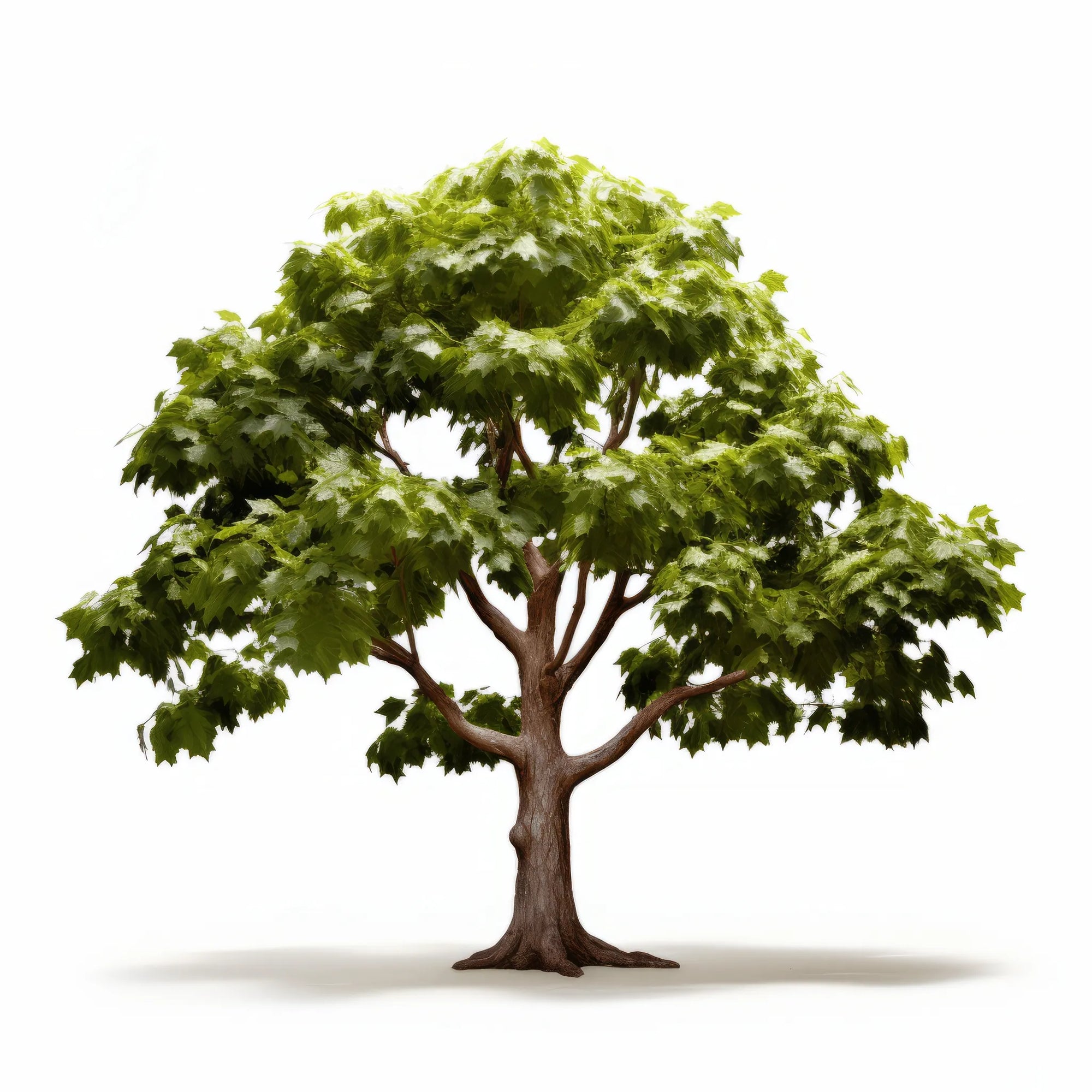 Annis maple tree