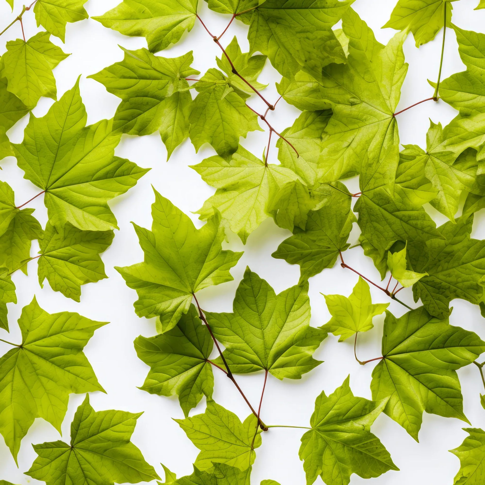Anisha maple tree