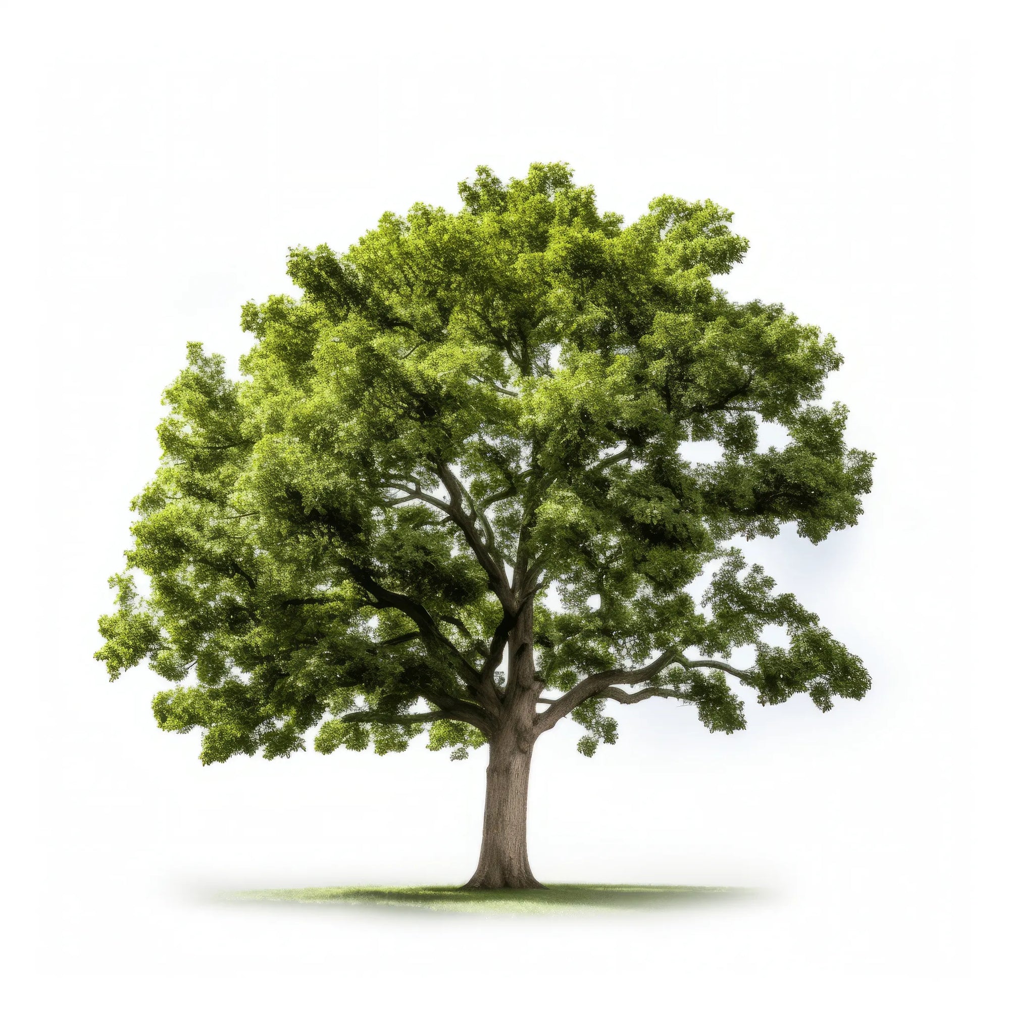 Antigone oak tree