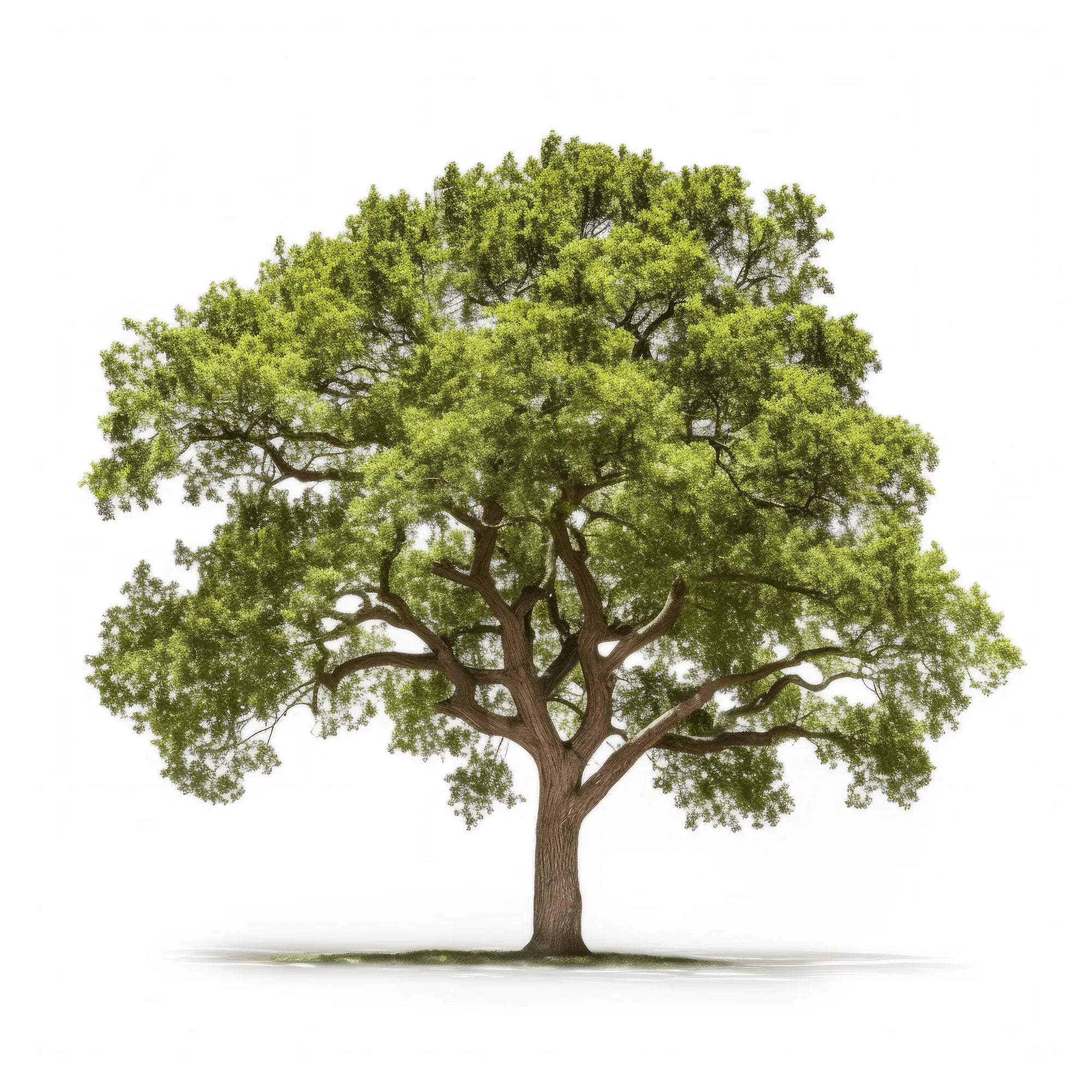 Antonella oak tree