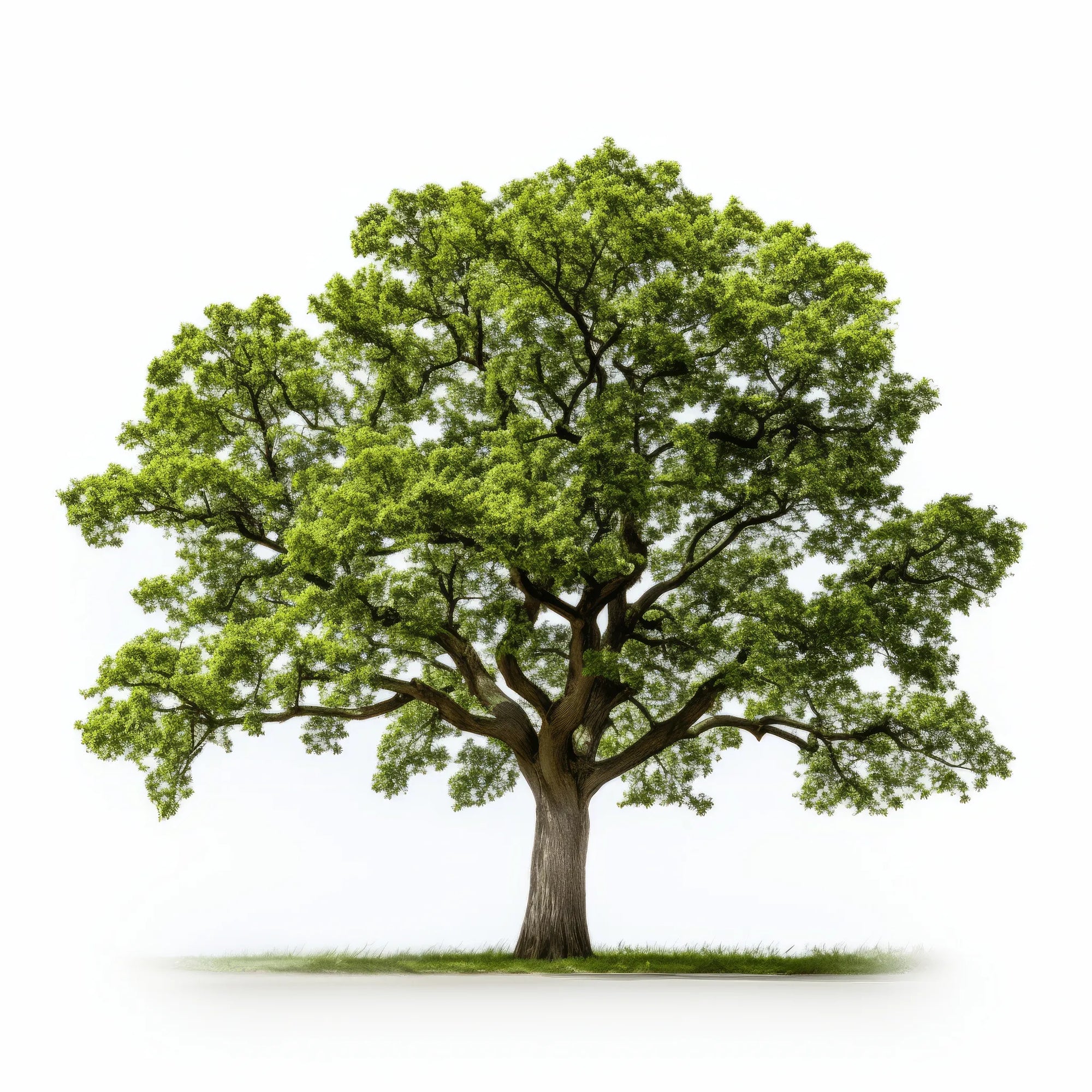 Anwen oak tree
