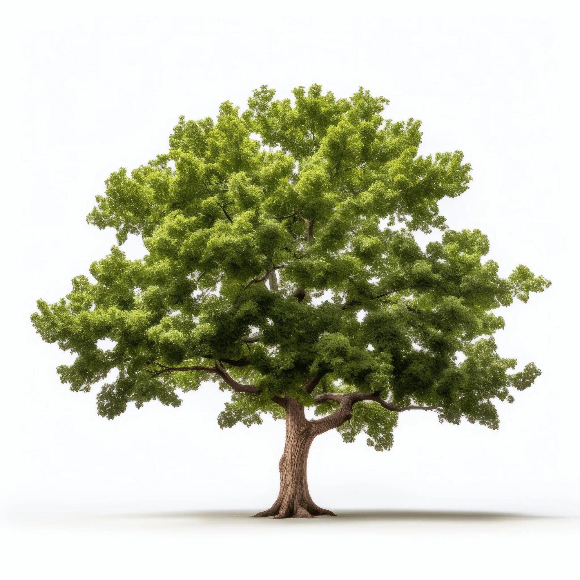 Aodhan oak tree
