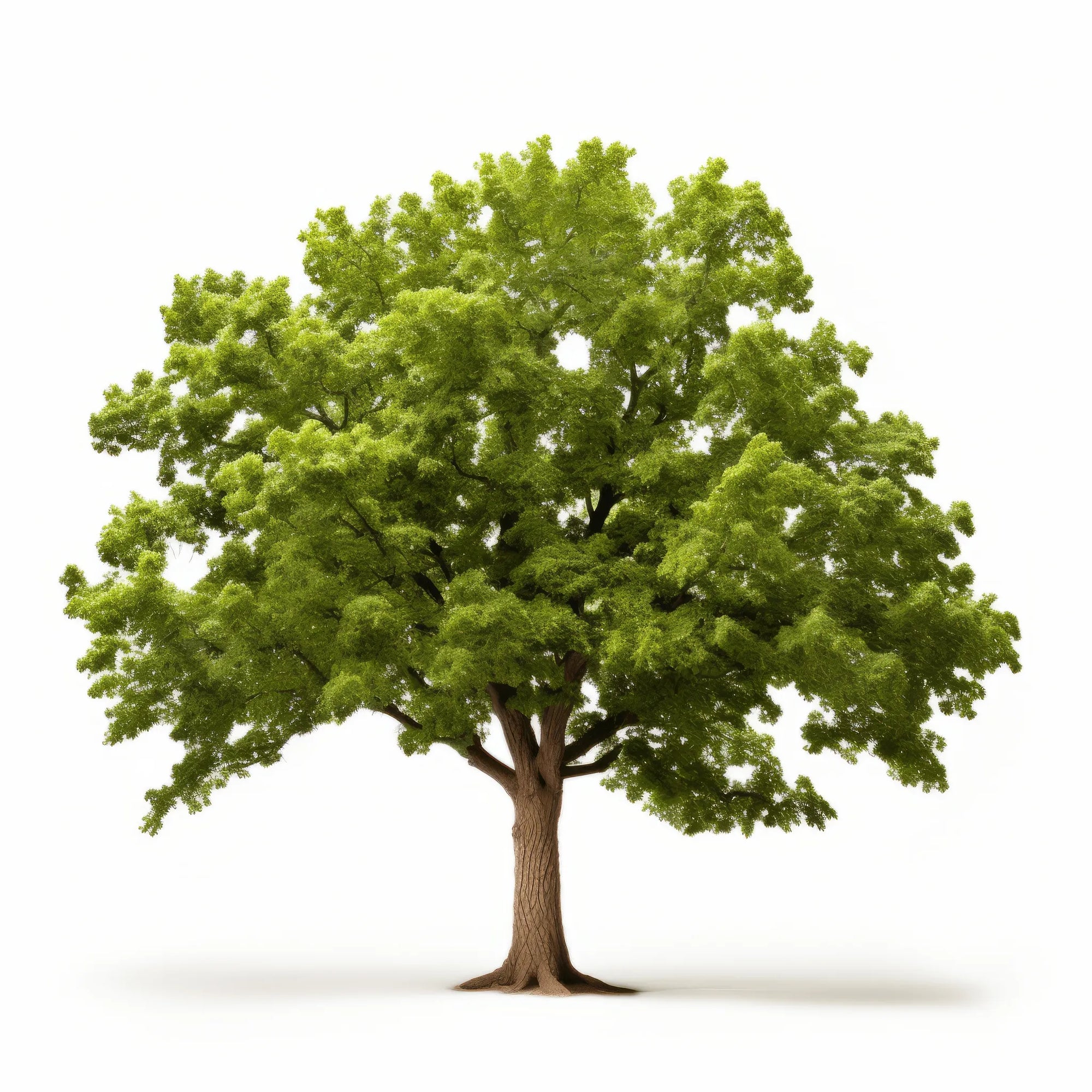 Aoibhinn oak tree