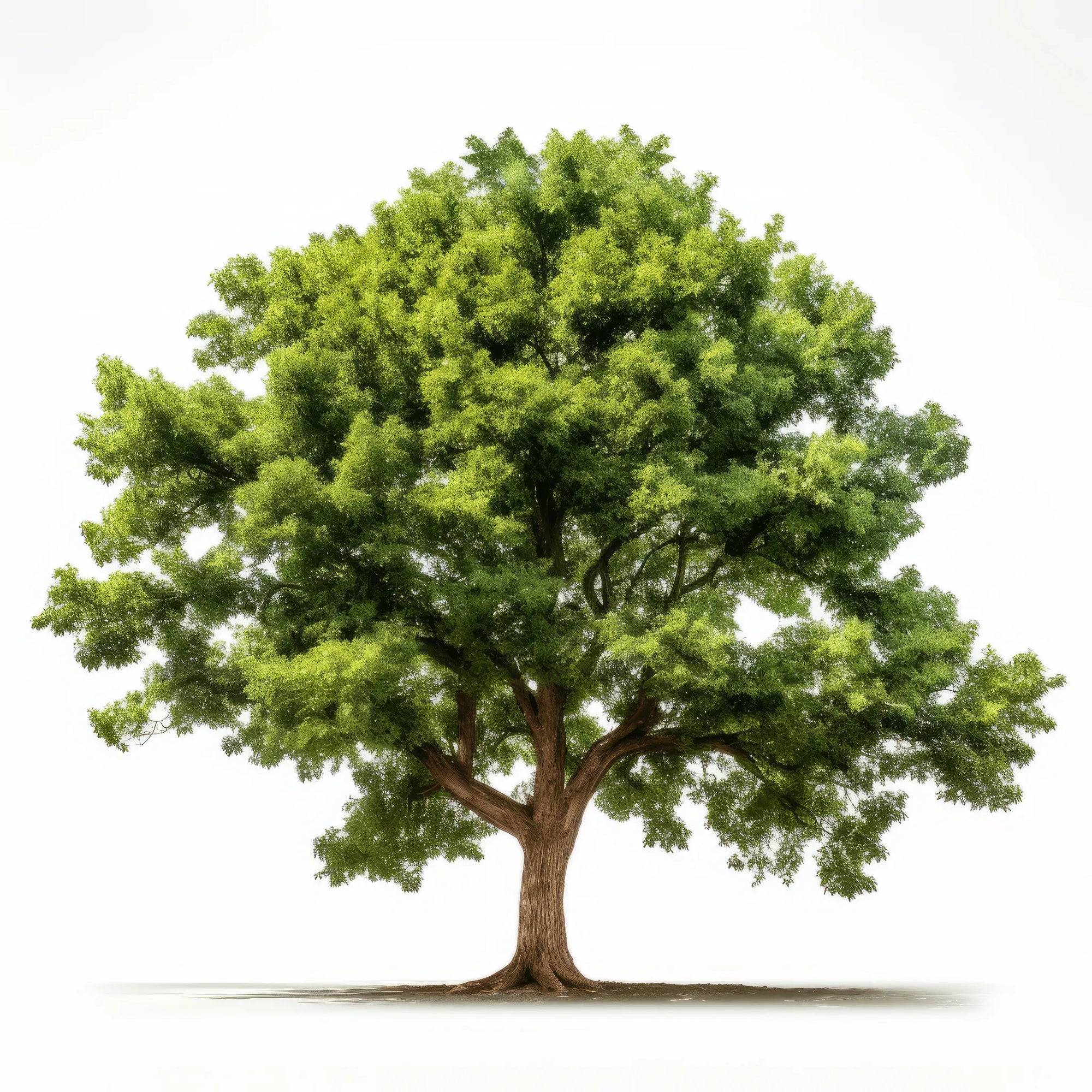 Aoife oak tree