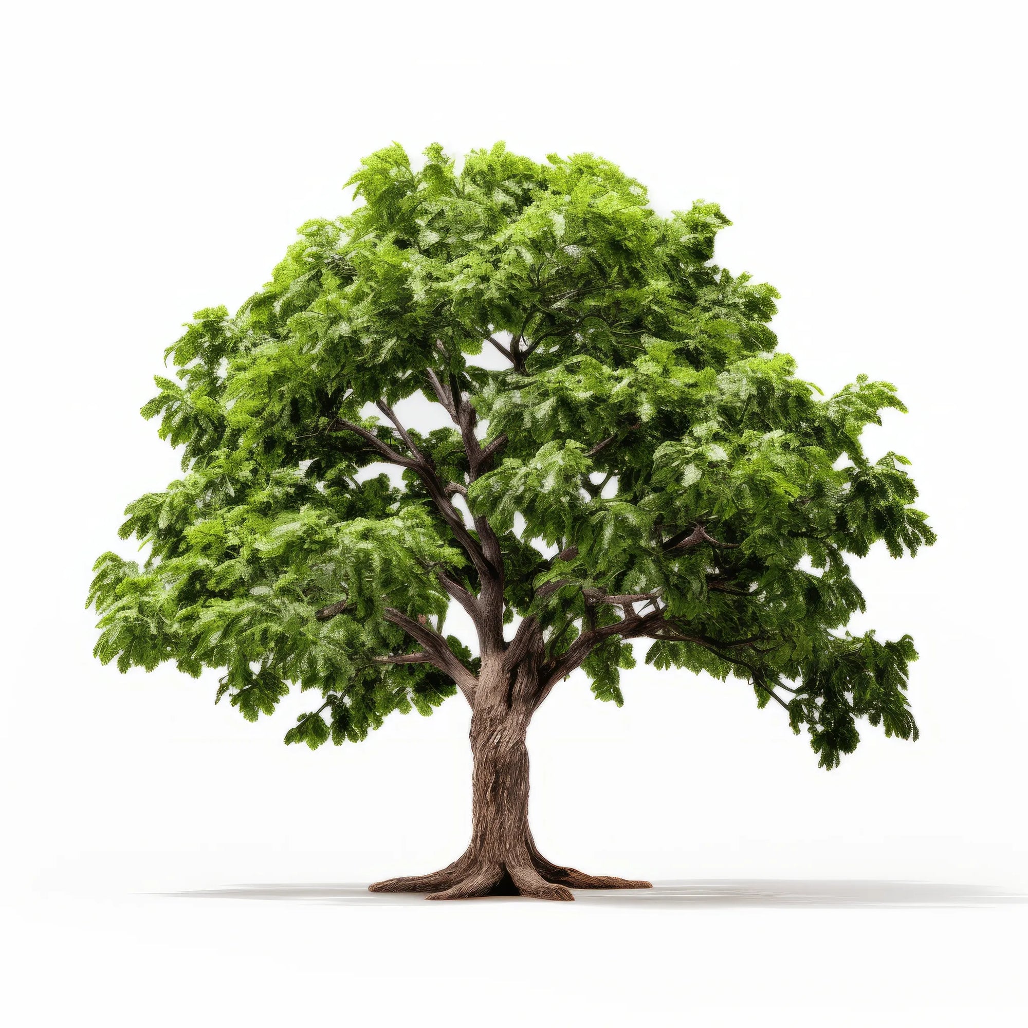 Apollo oak tree