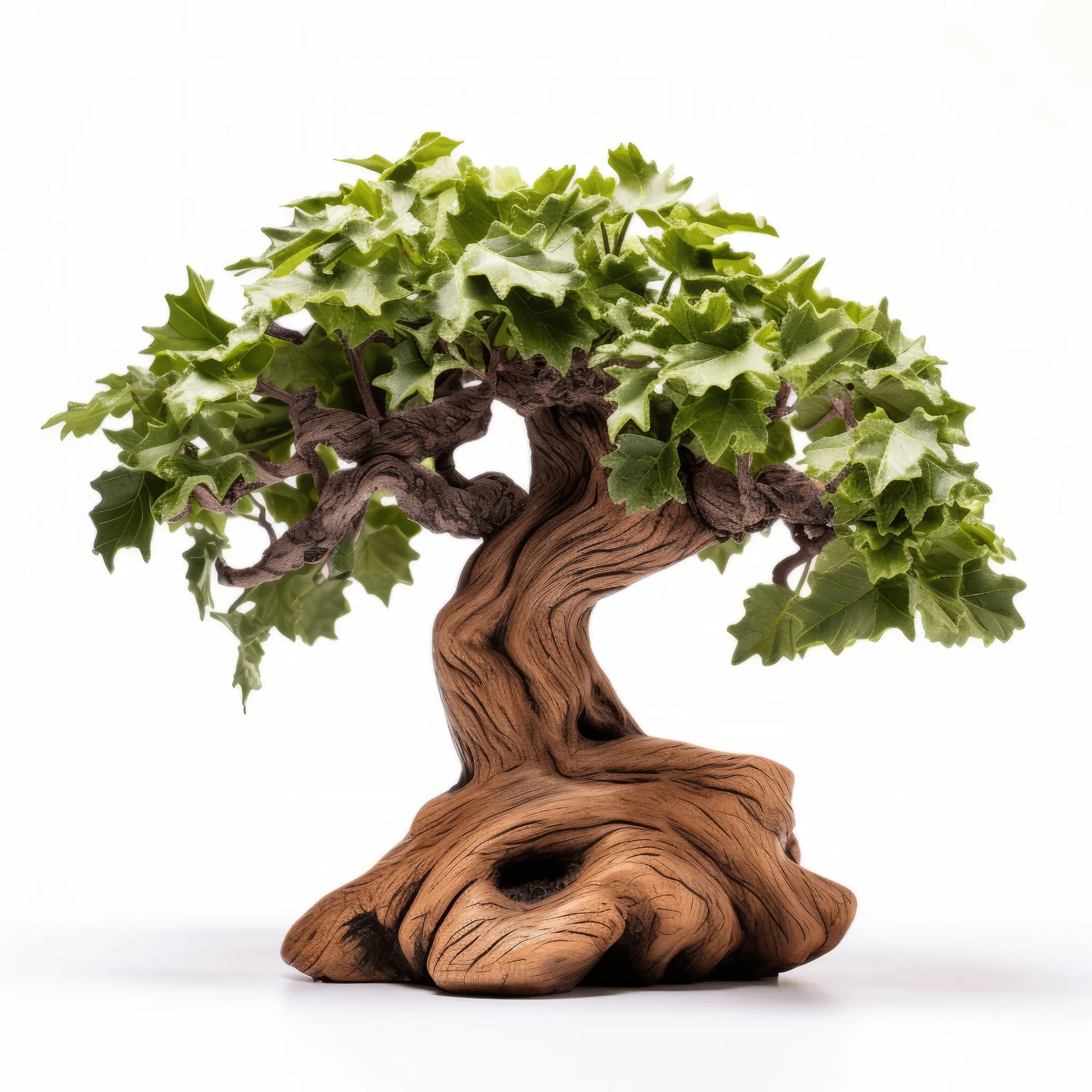 Aramis oak tree