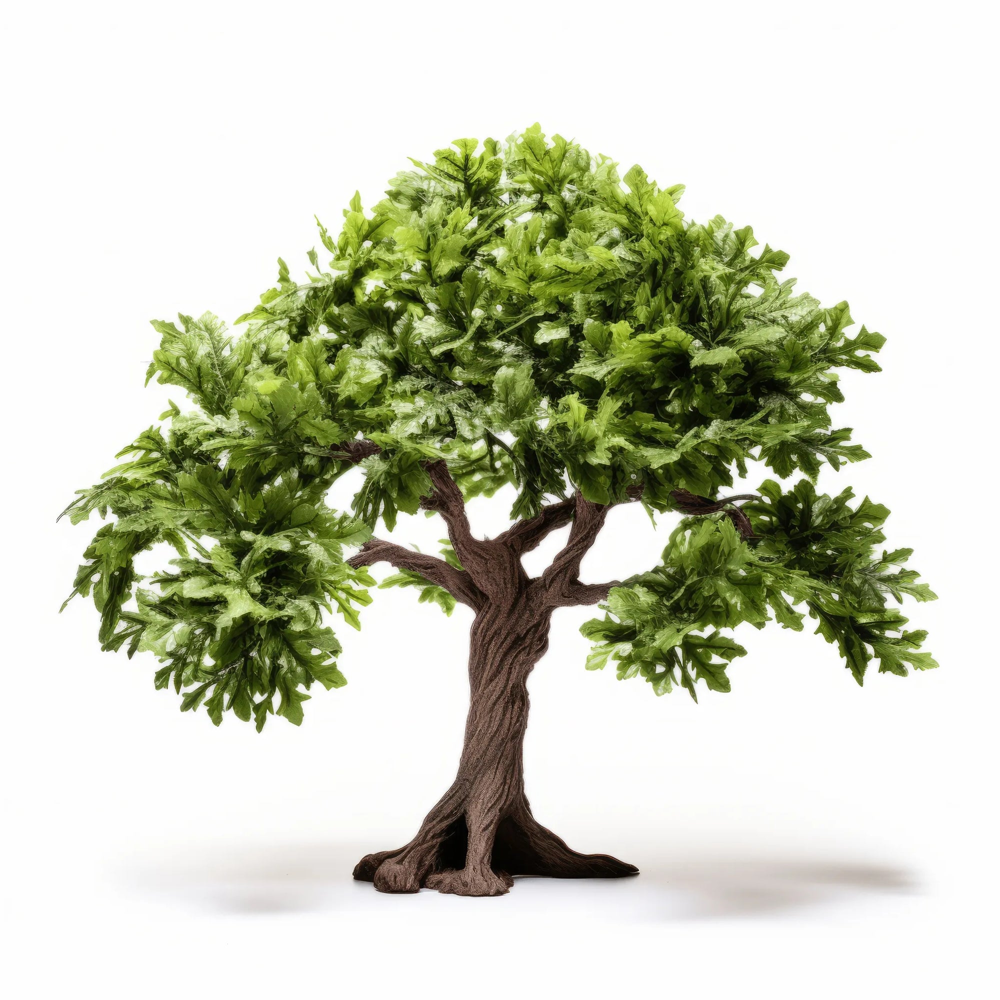 Arata oak tree