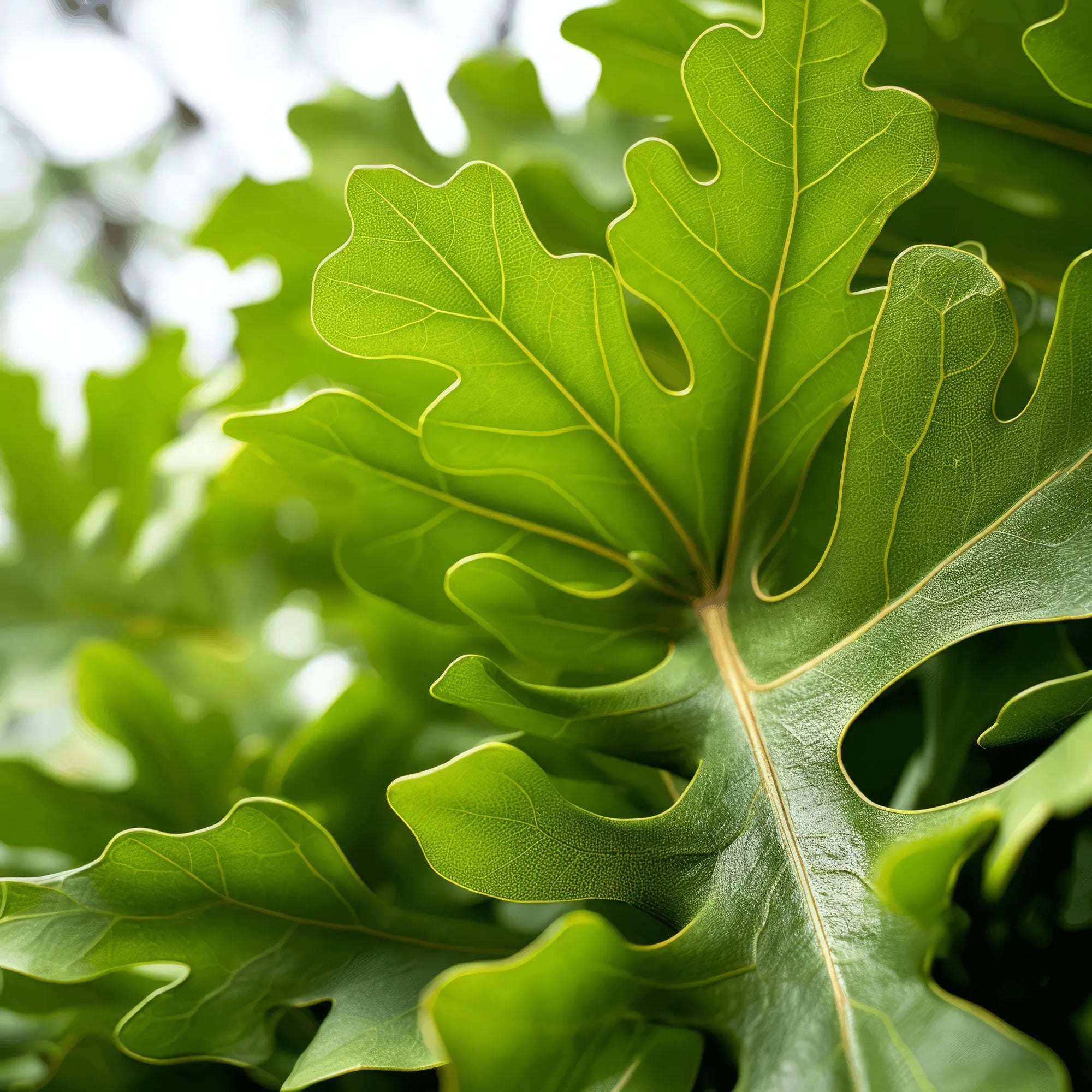 Arata oak tree