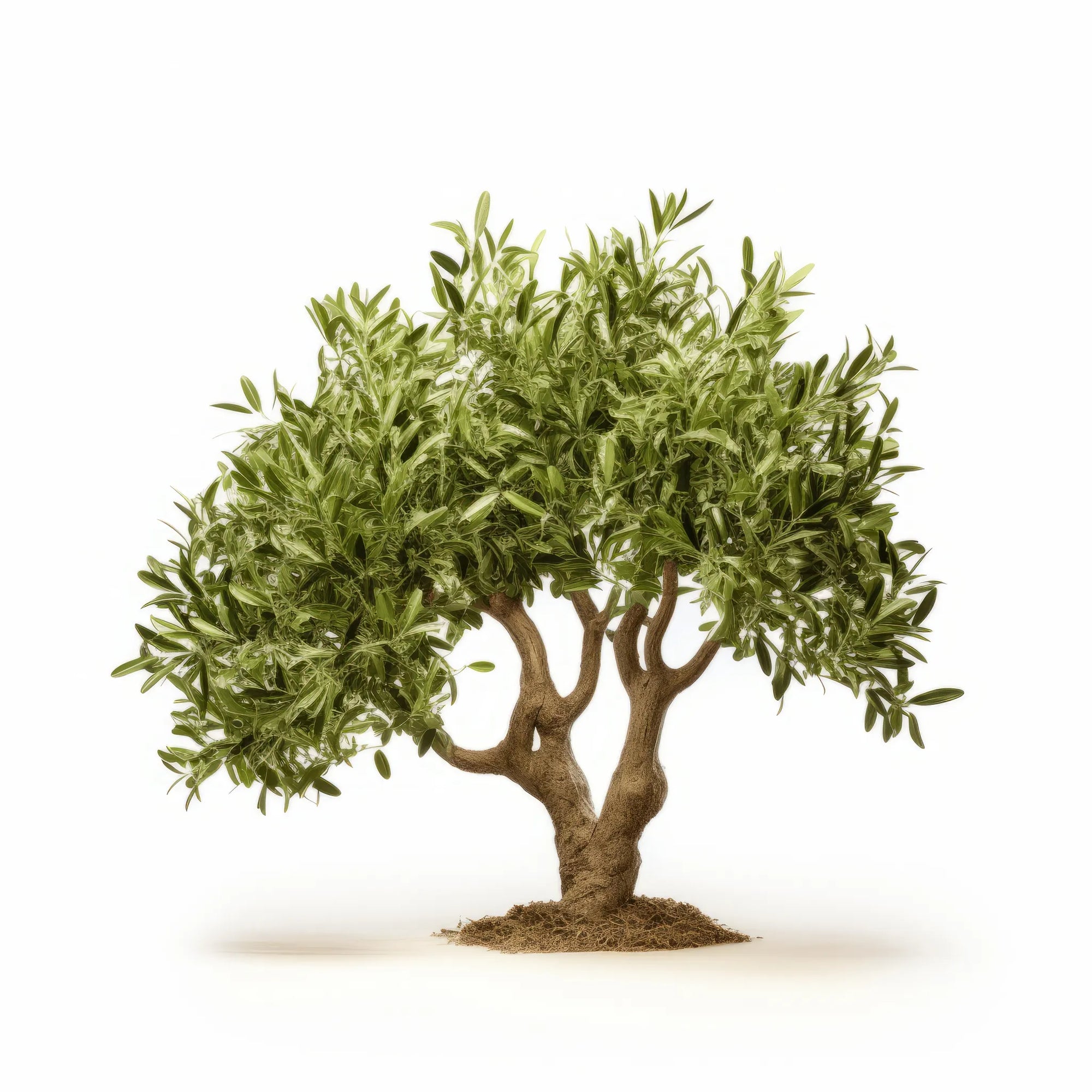 Ardghal olive tree