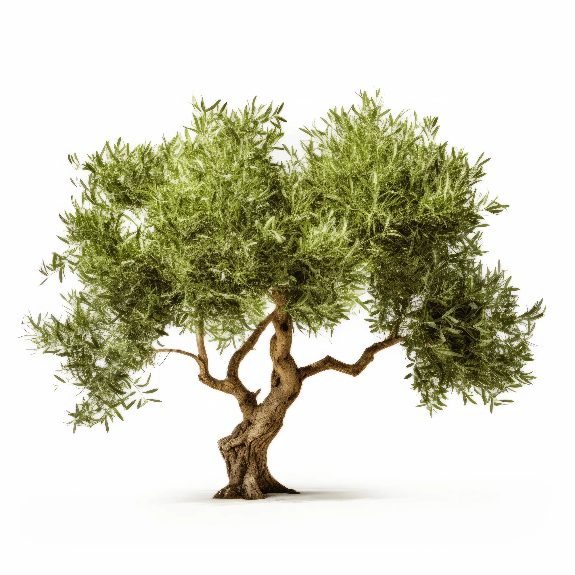 Argus olive tree
