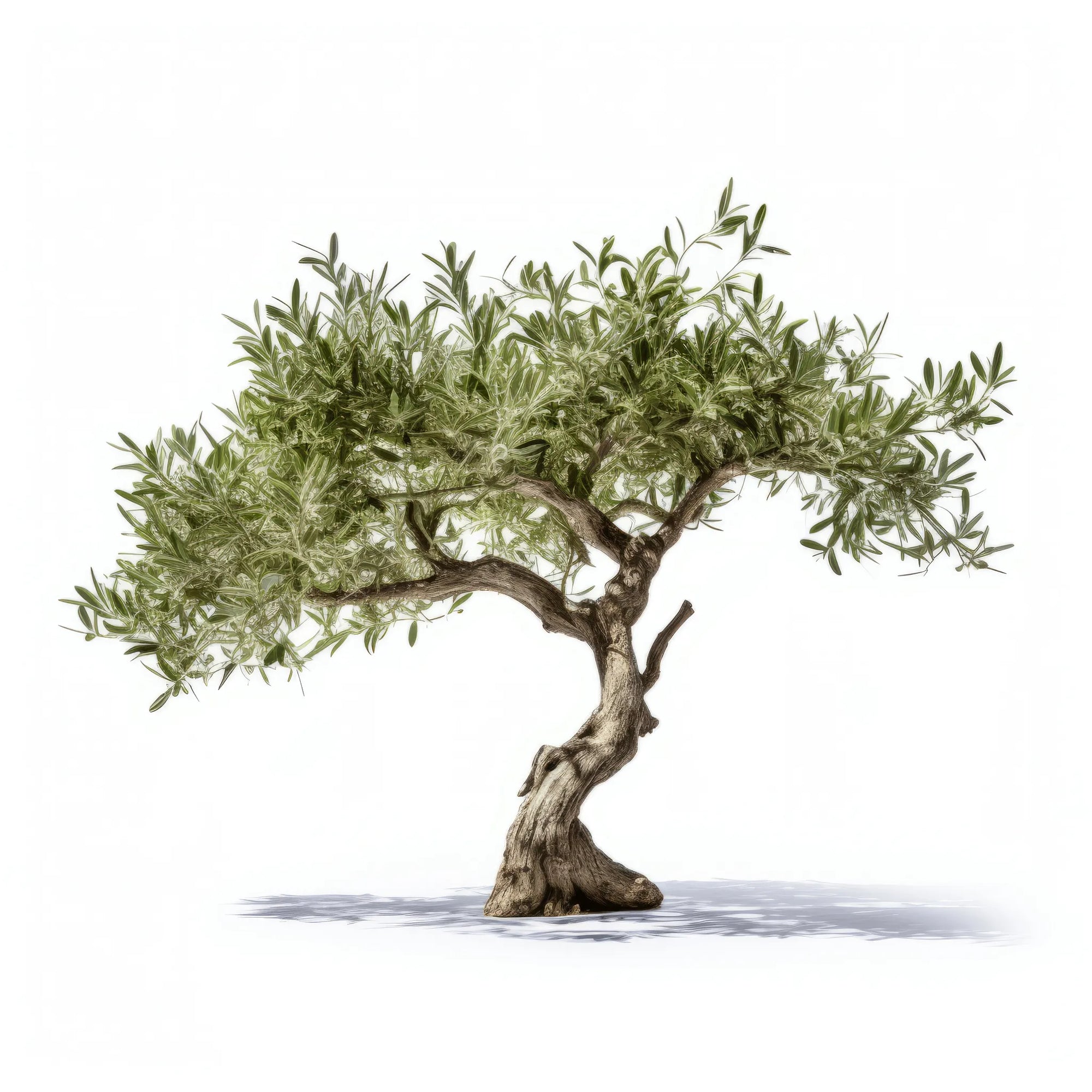 Arianwen olive tree