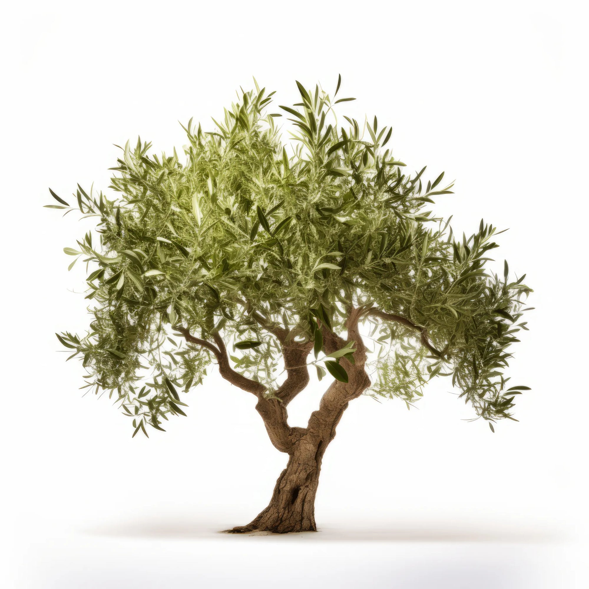 Ariel olive tree