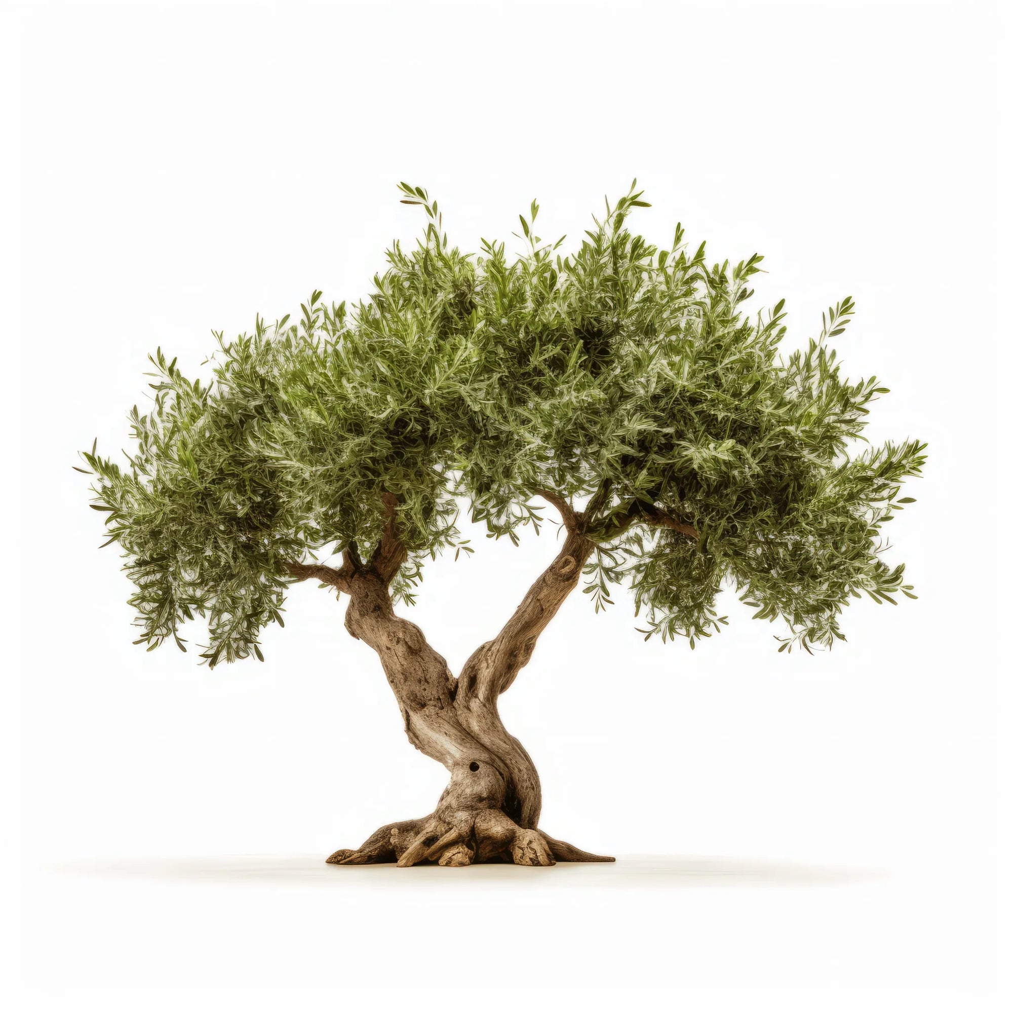 Arin olive tree