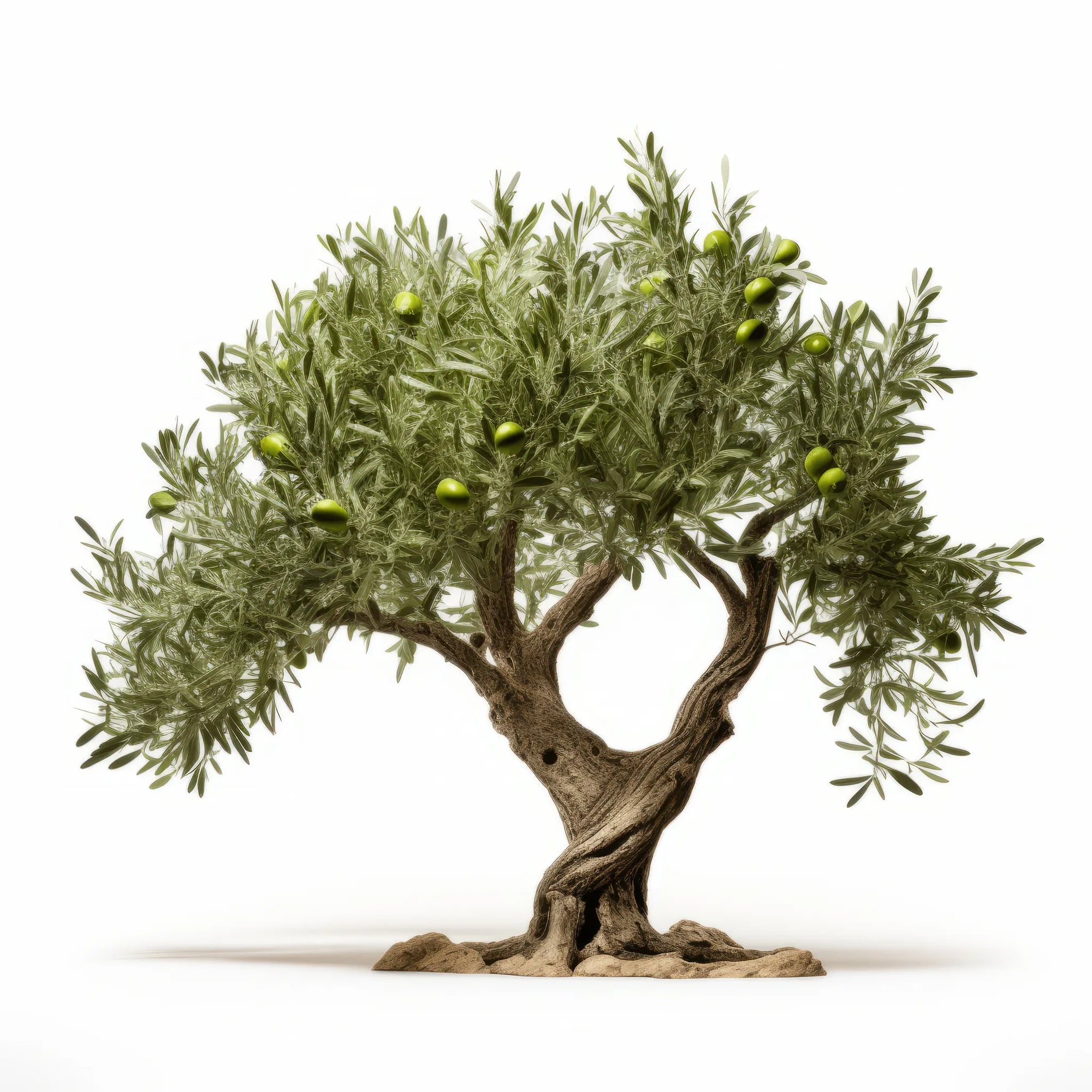 Arisu olive tree