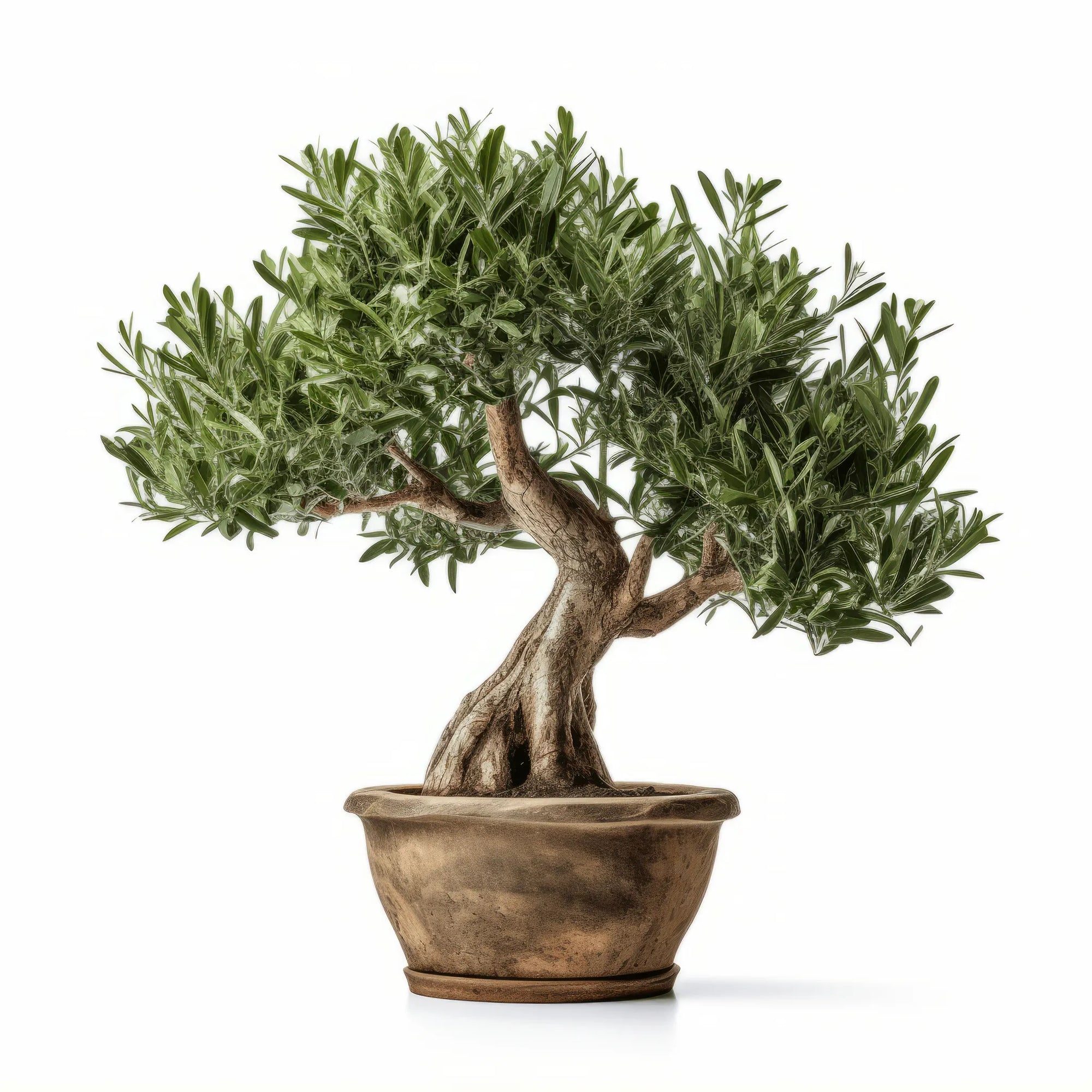 Arjan olive tree