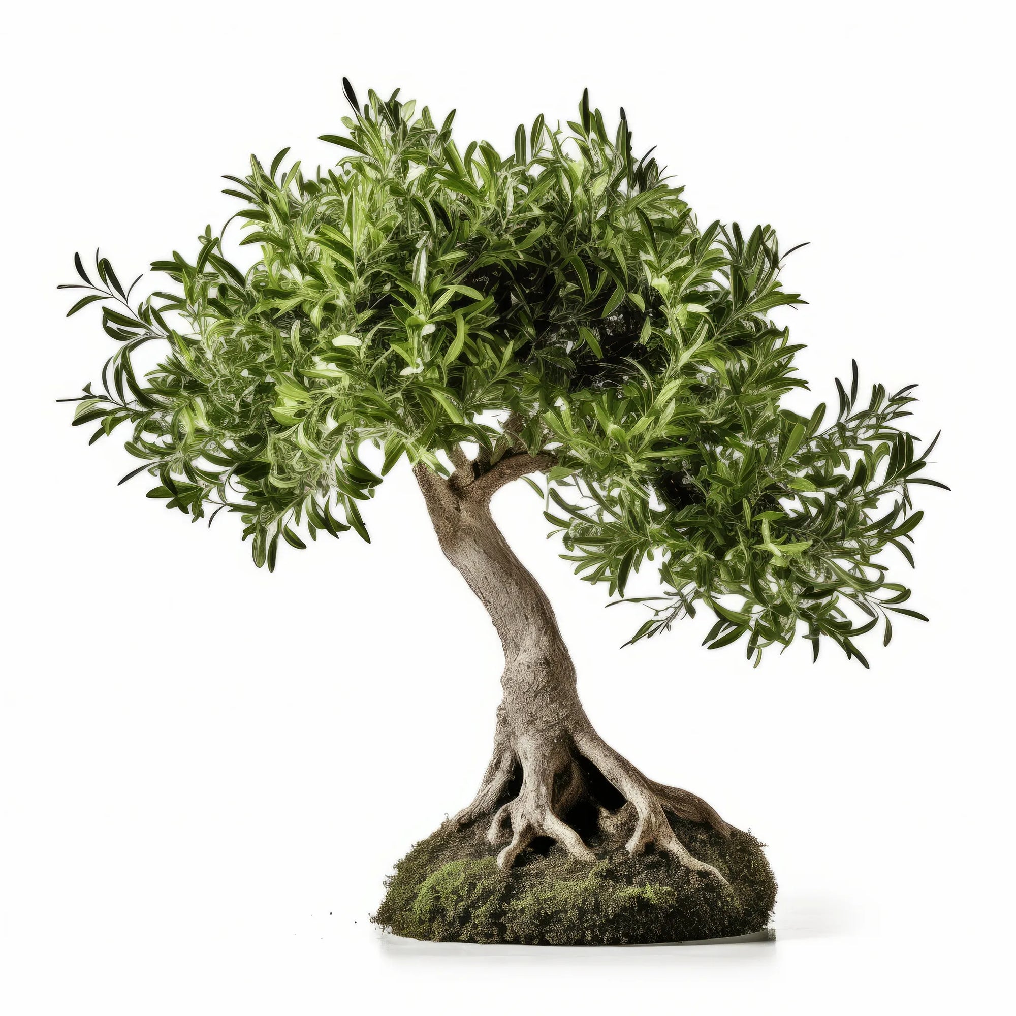 Arlene olive tree