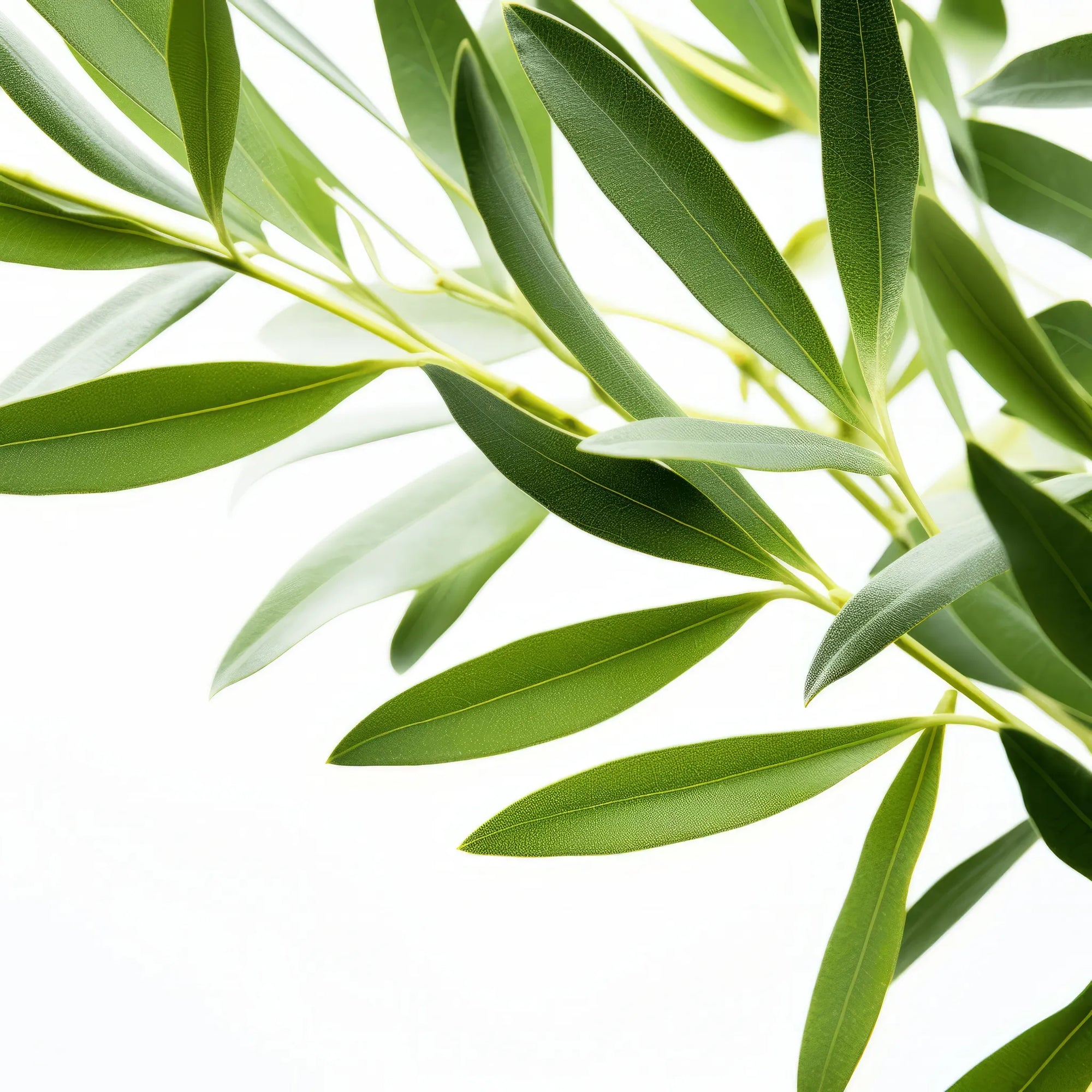 Arjan olive tree
