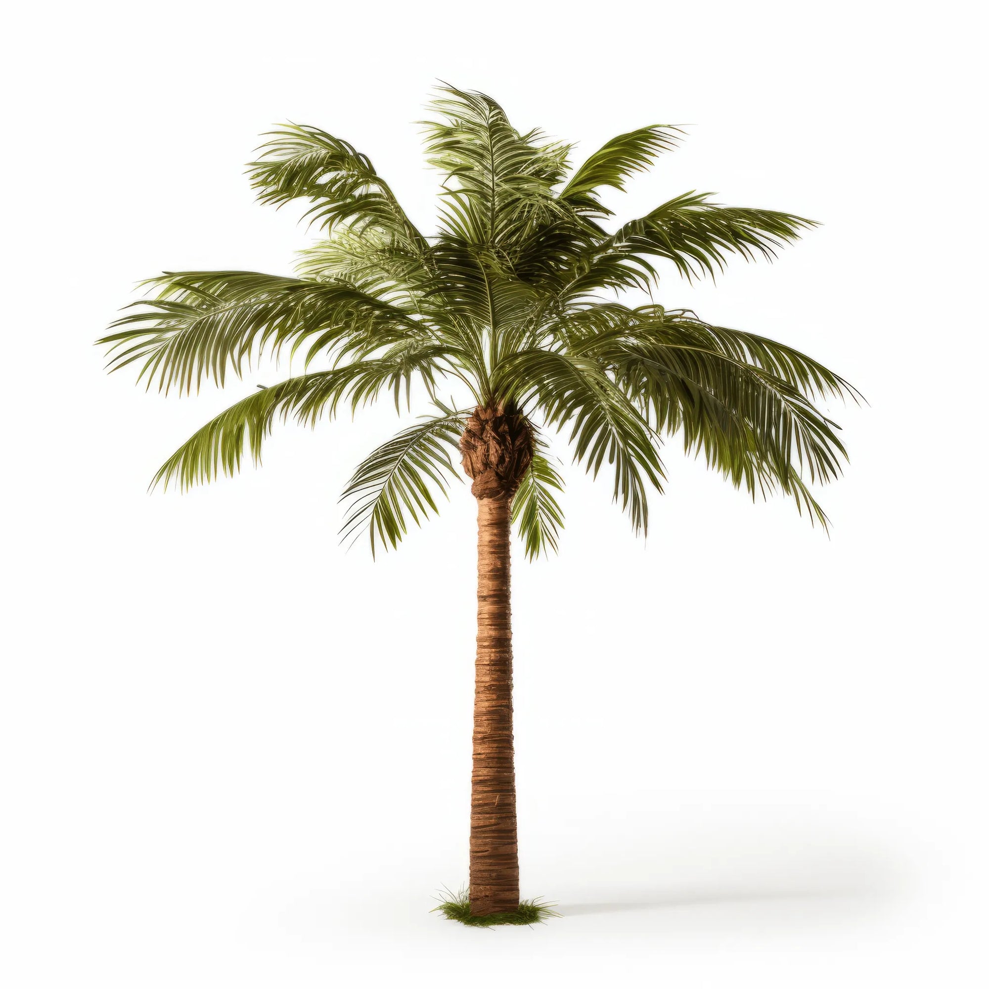 Asia palm tree