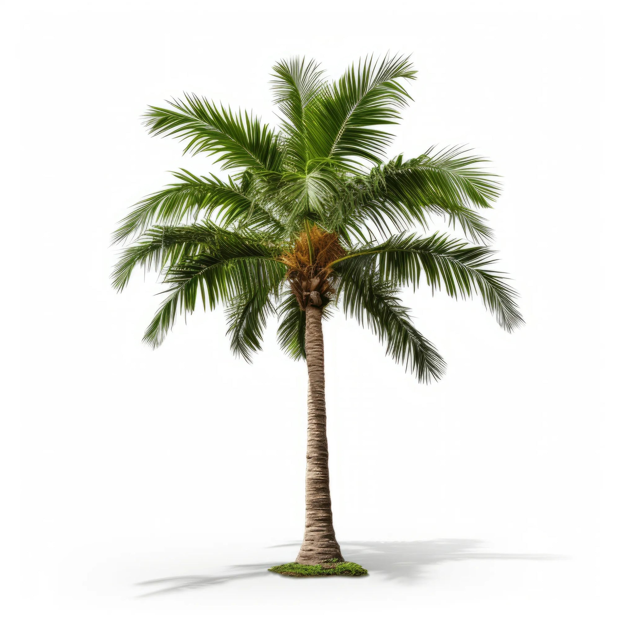 Atalanta palm tree