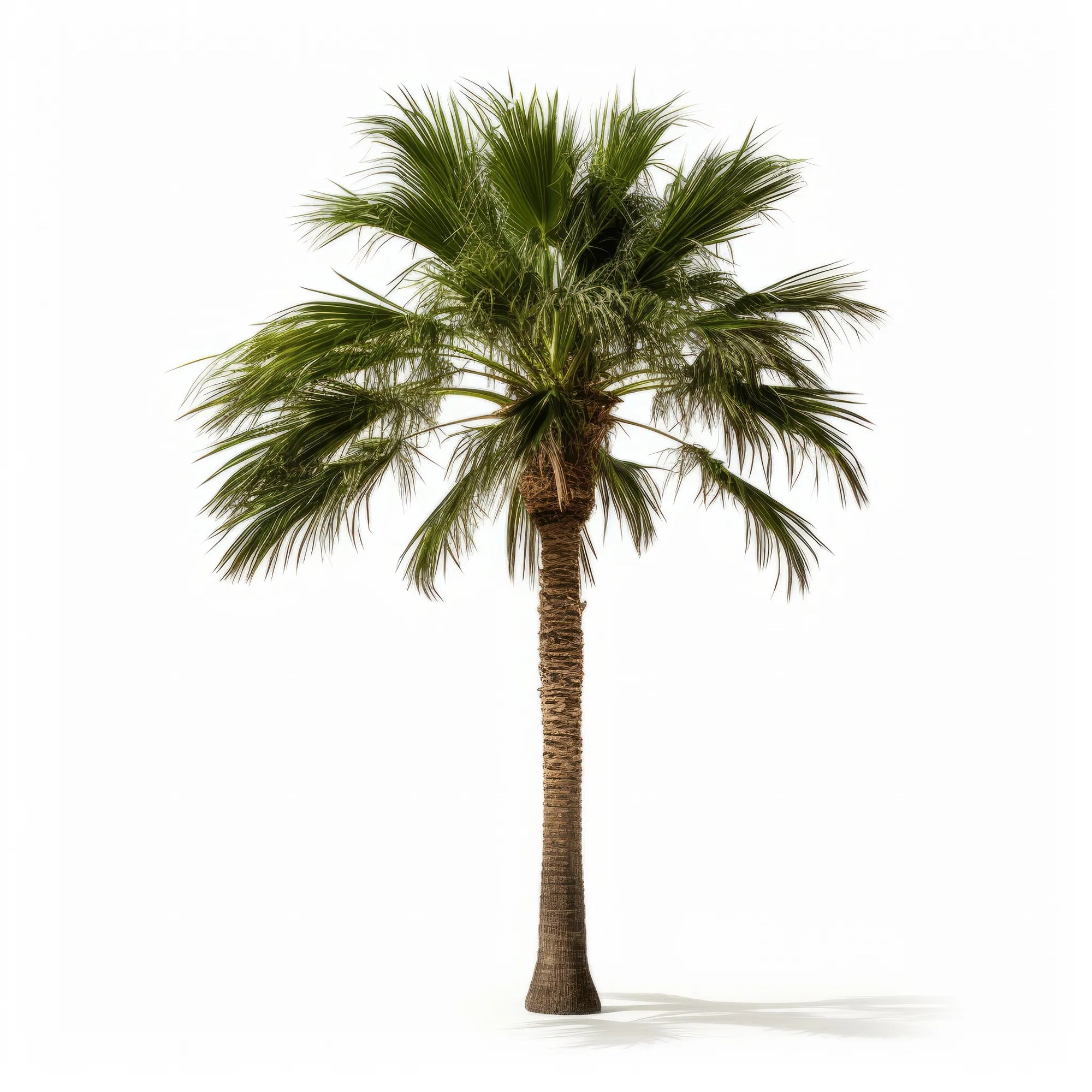 Athene palm tree