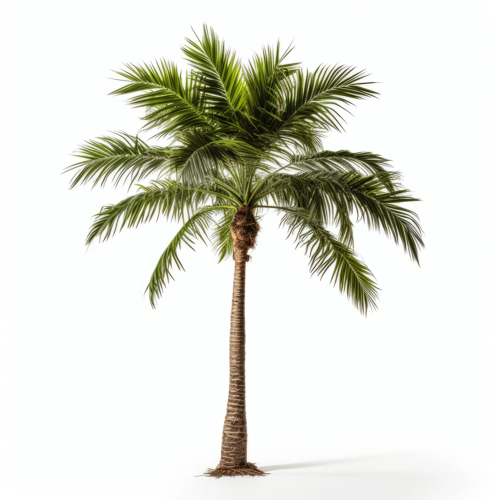 Atlas palm tree