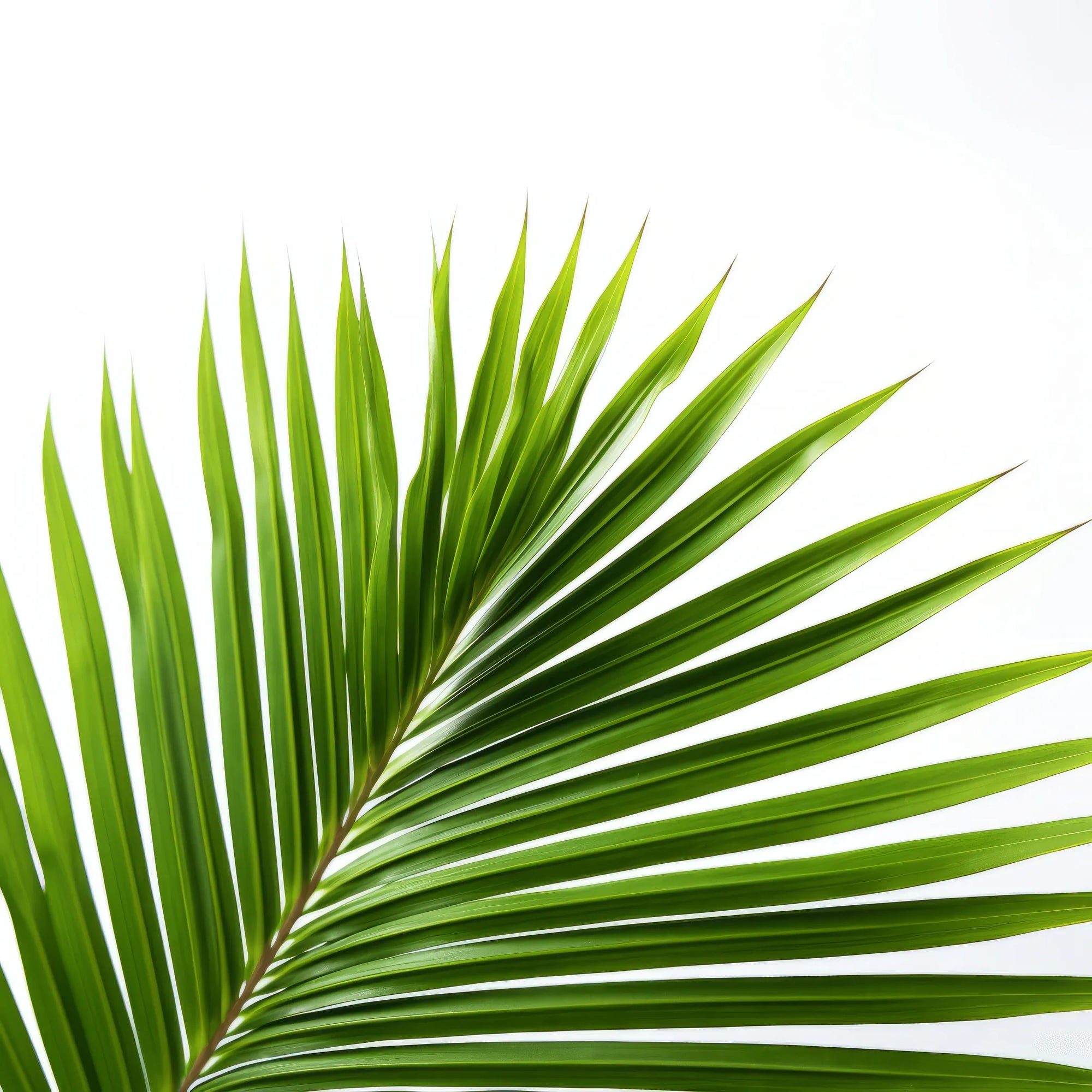 Atlas palm tree