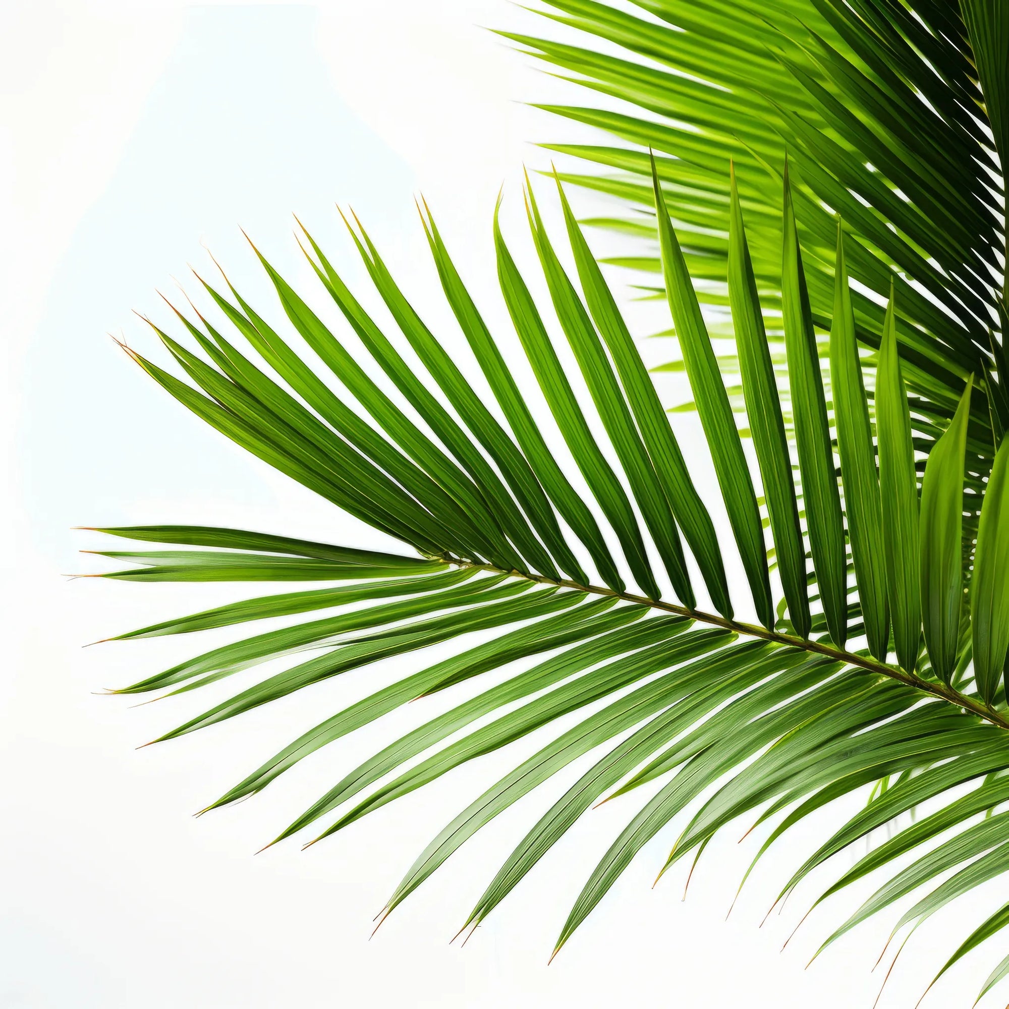 Atlas palm tree
