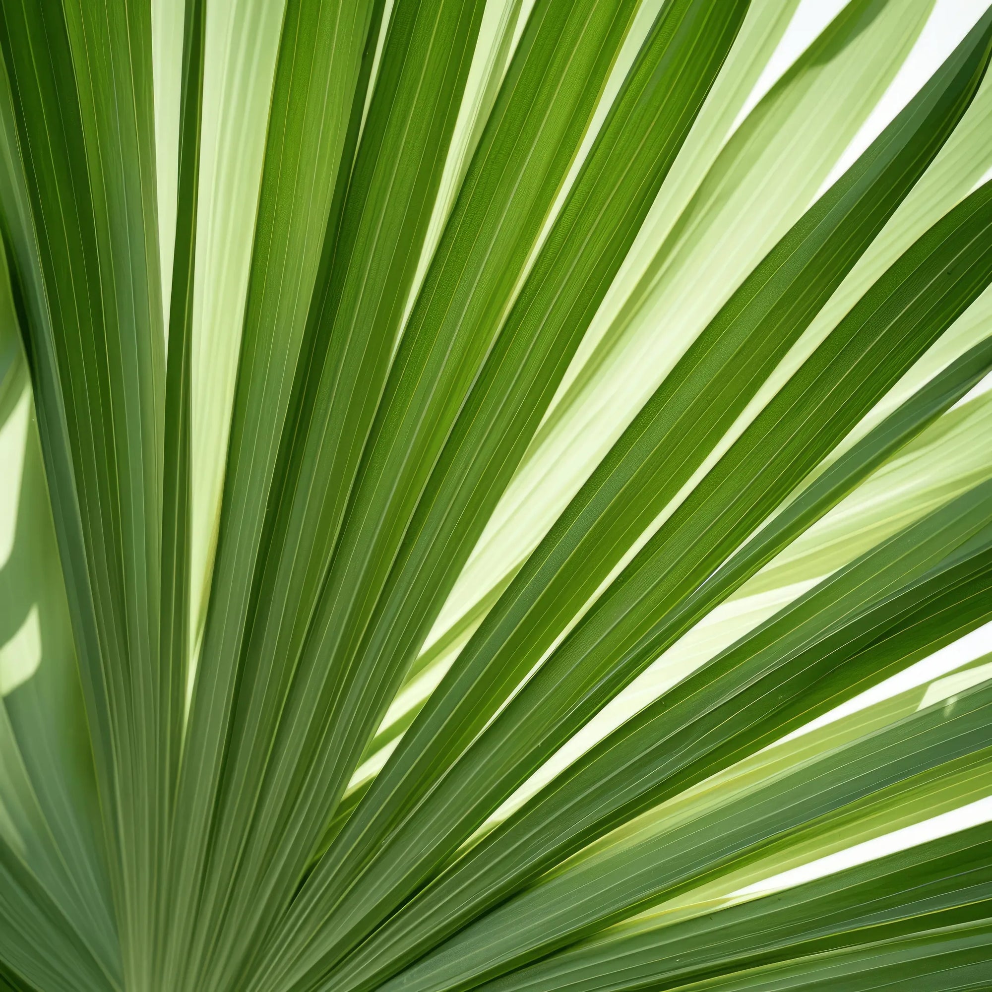 Atlas palm tree