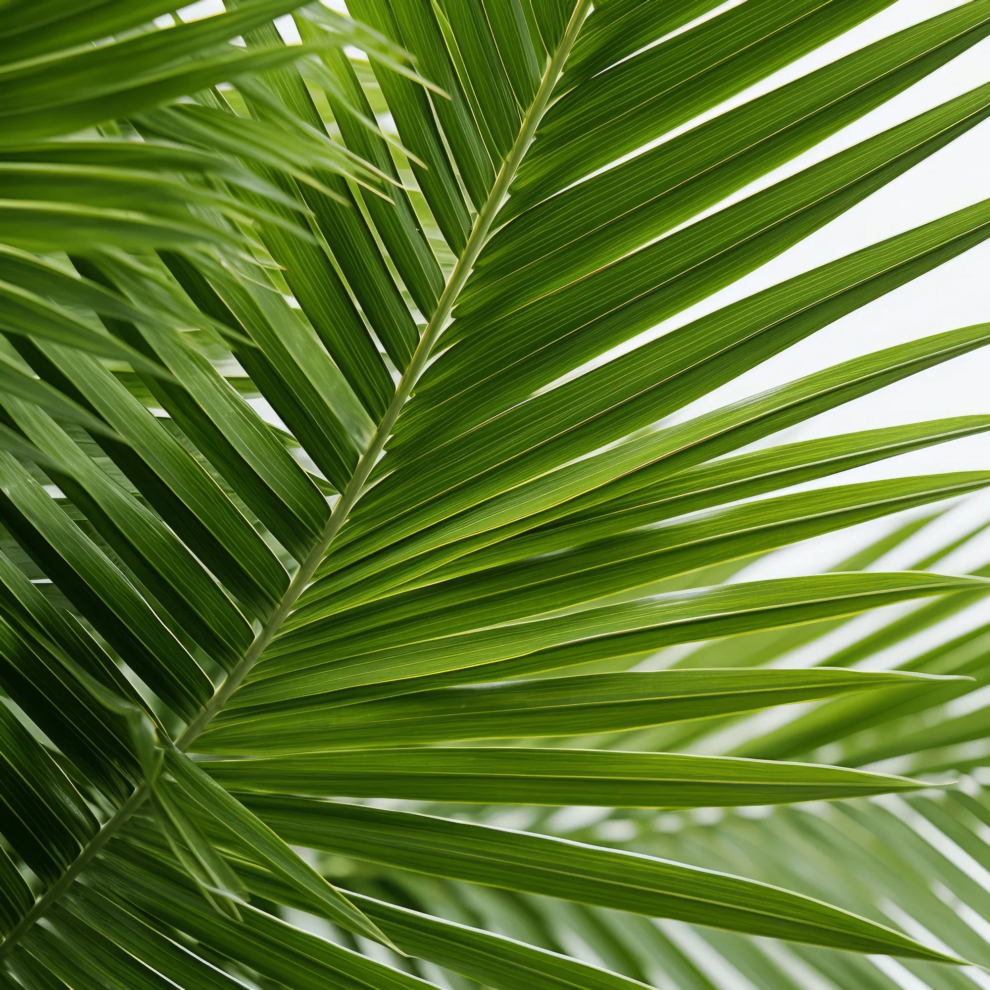 Atlas palm tree