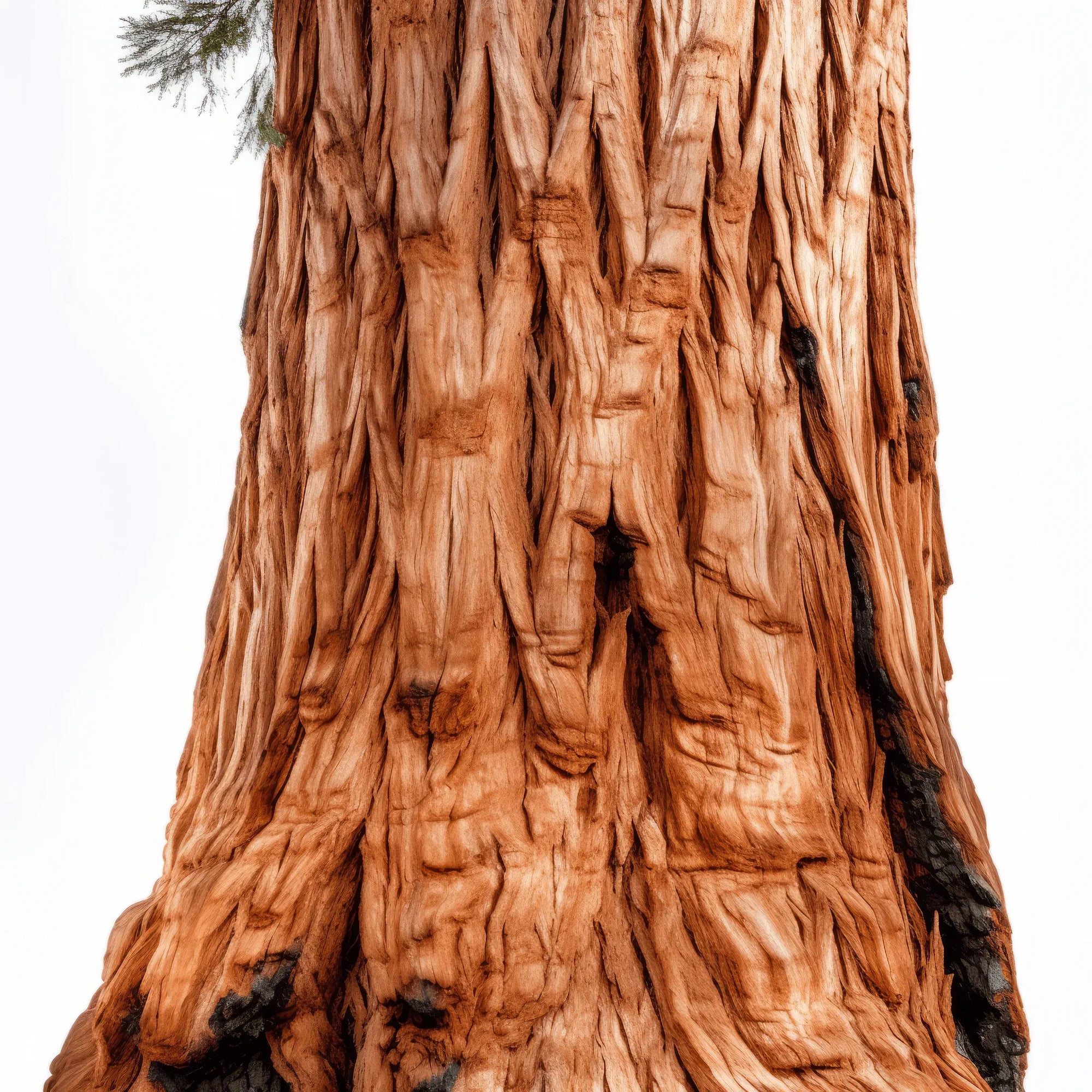 Aveline sequoia tree
