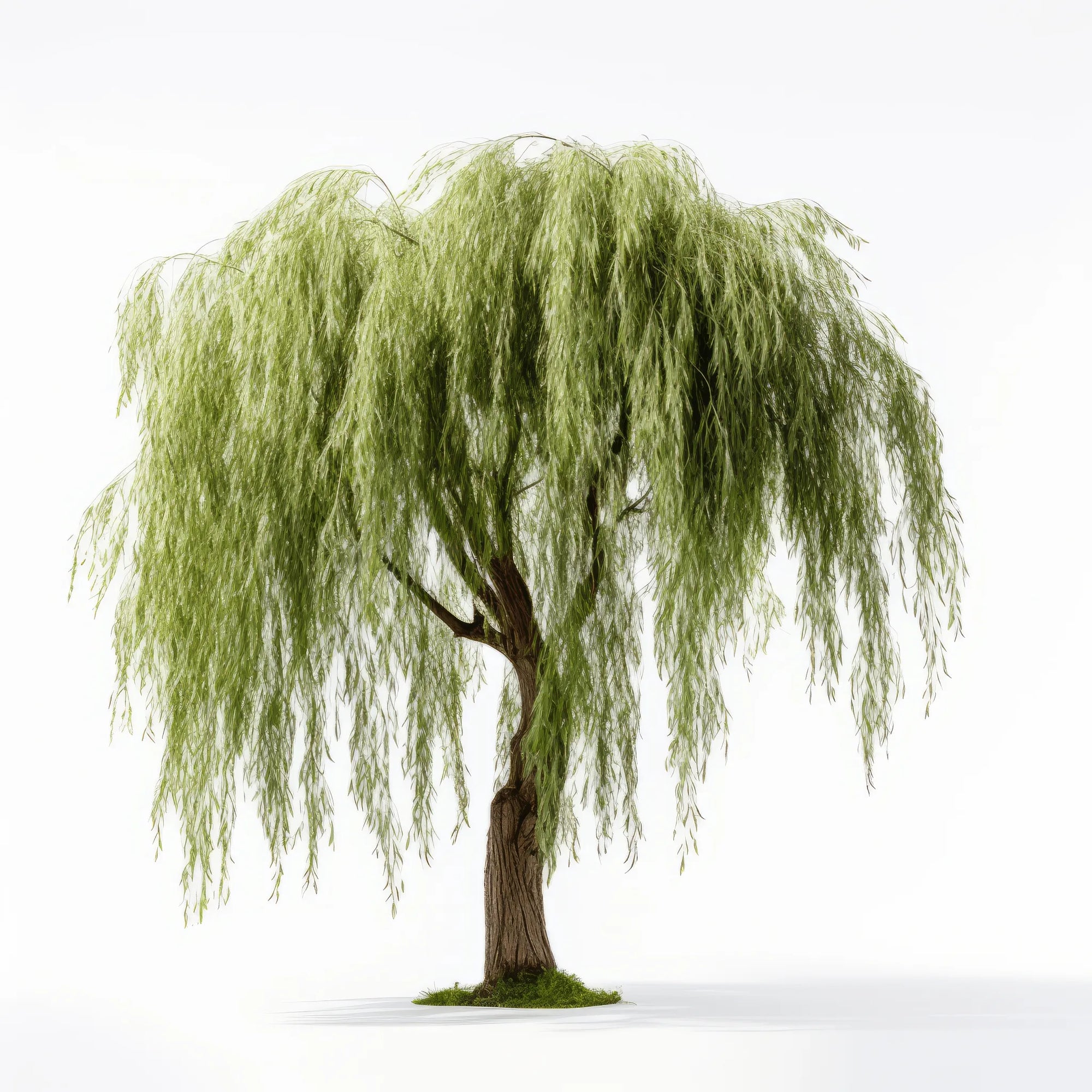 Ayden willow tree