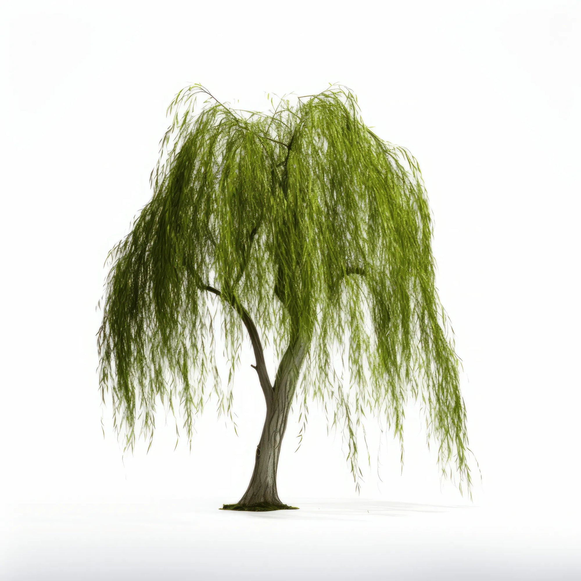Aysun willow tree