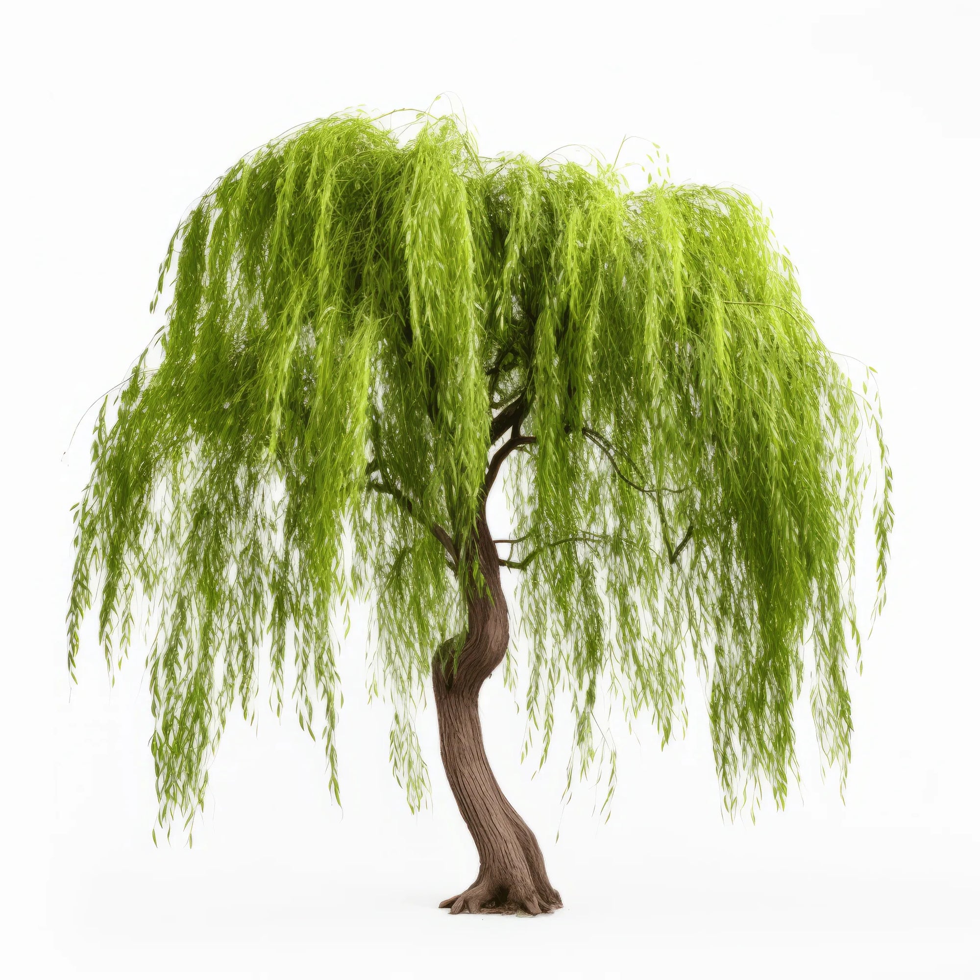 Azalea willow tree