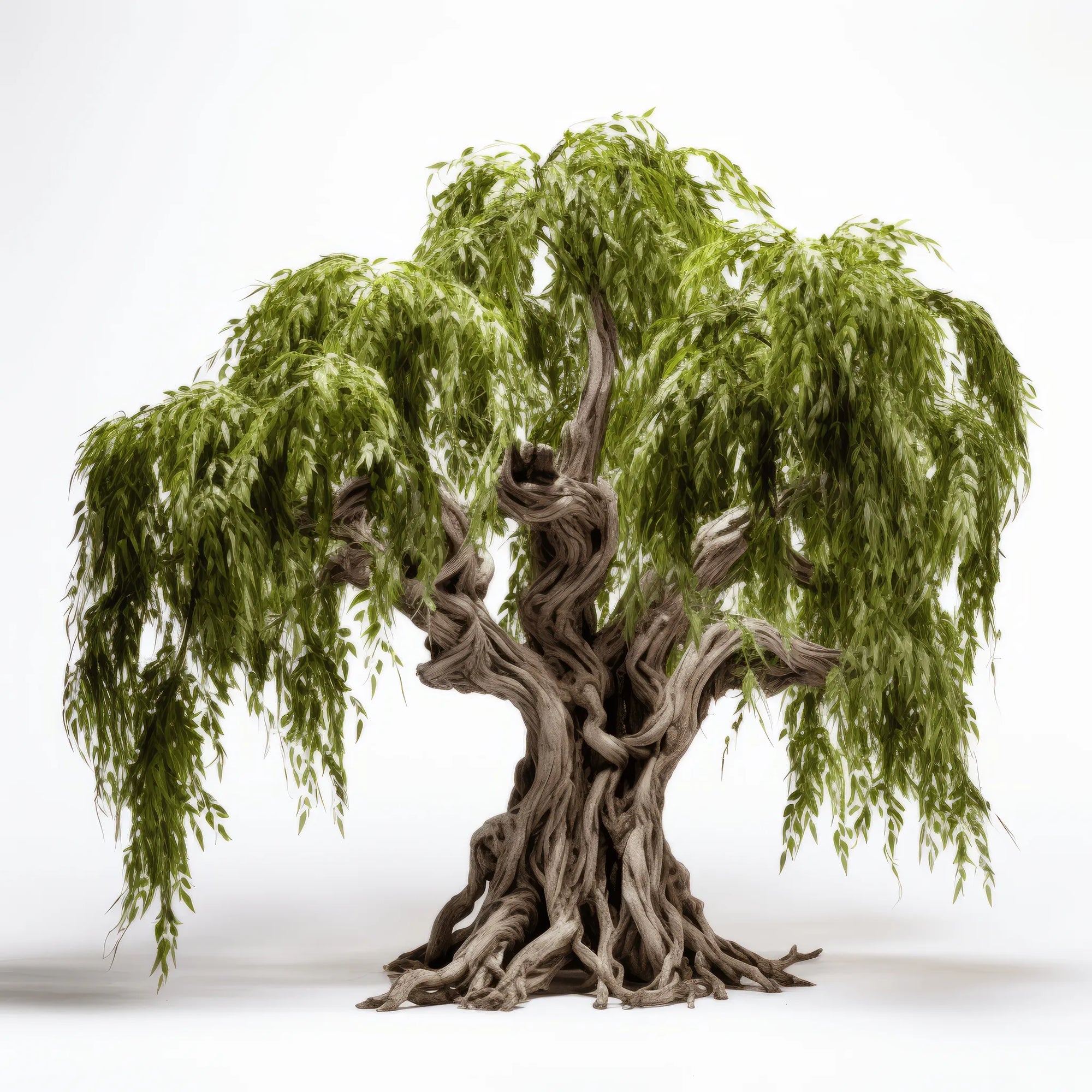 Azrael willow tree
