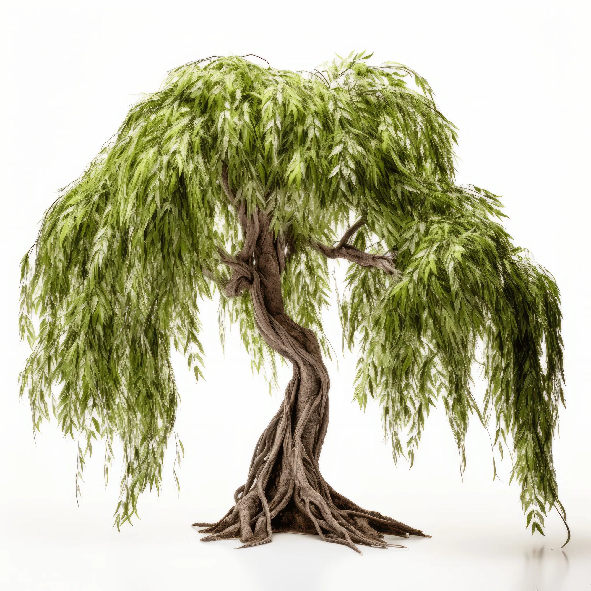 Azzurra willow tree