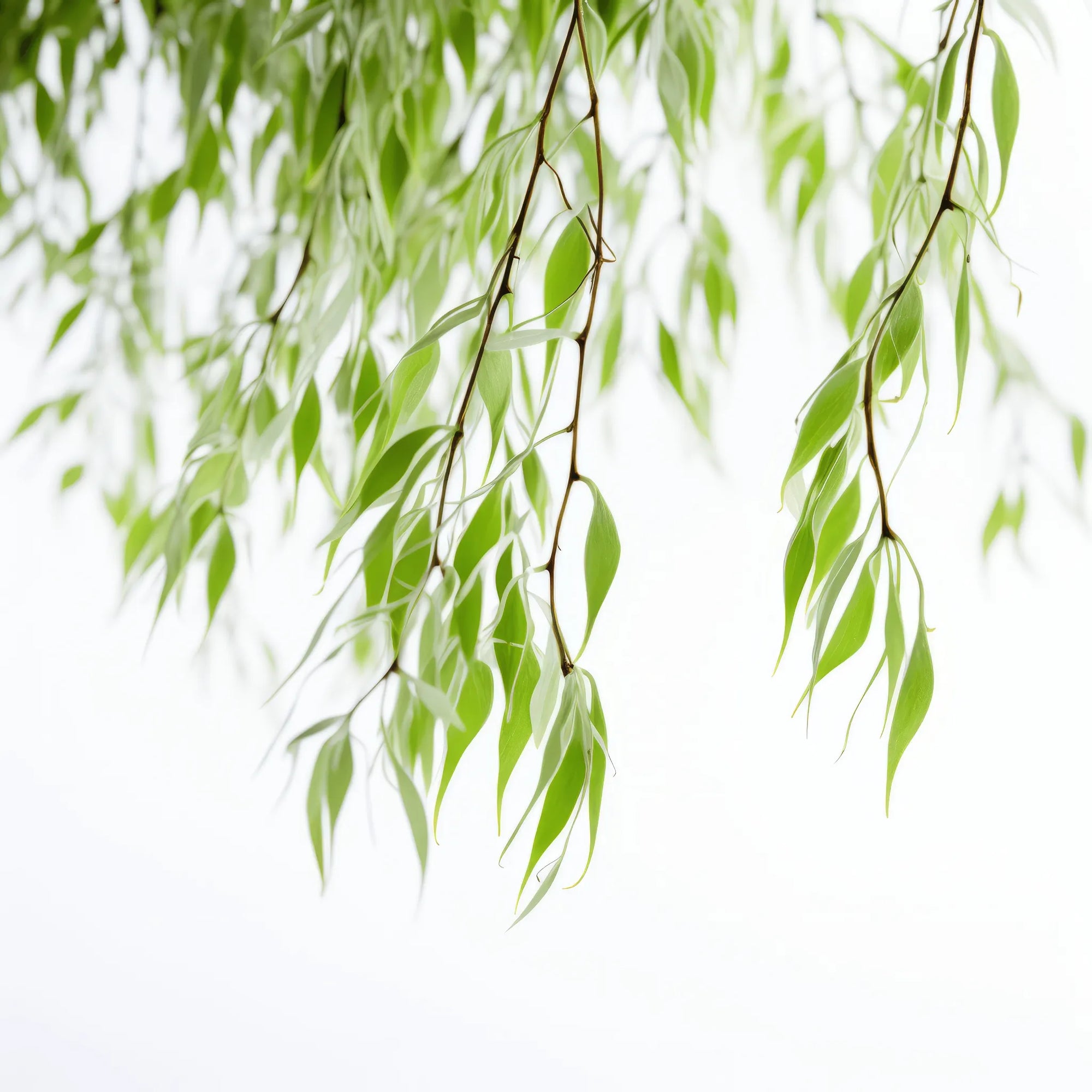 Azami willow tree