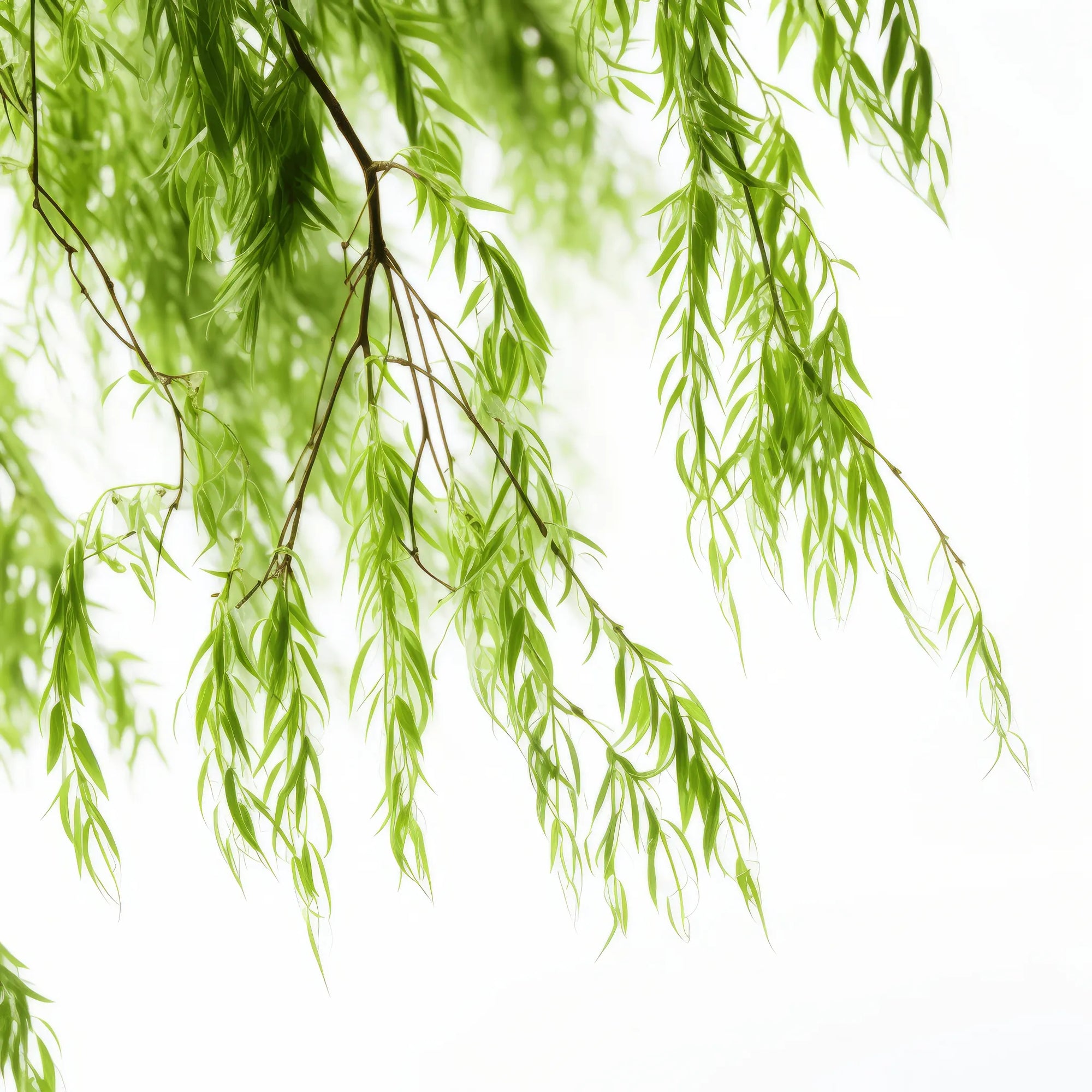 Ayrton willow tree