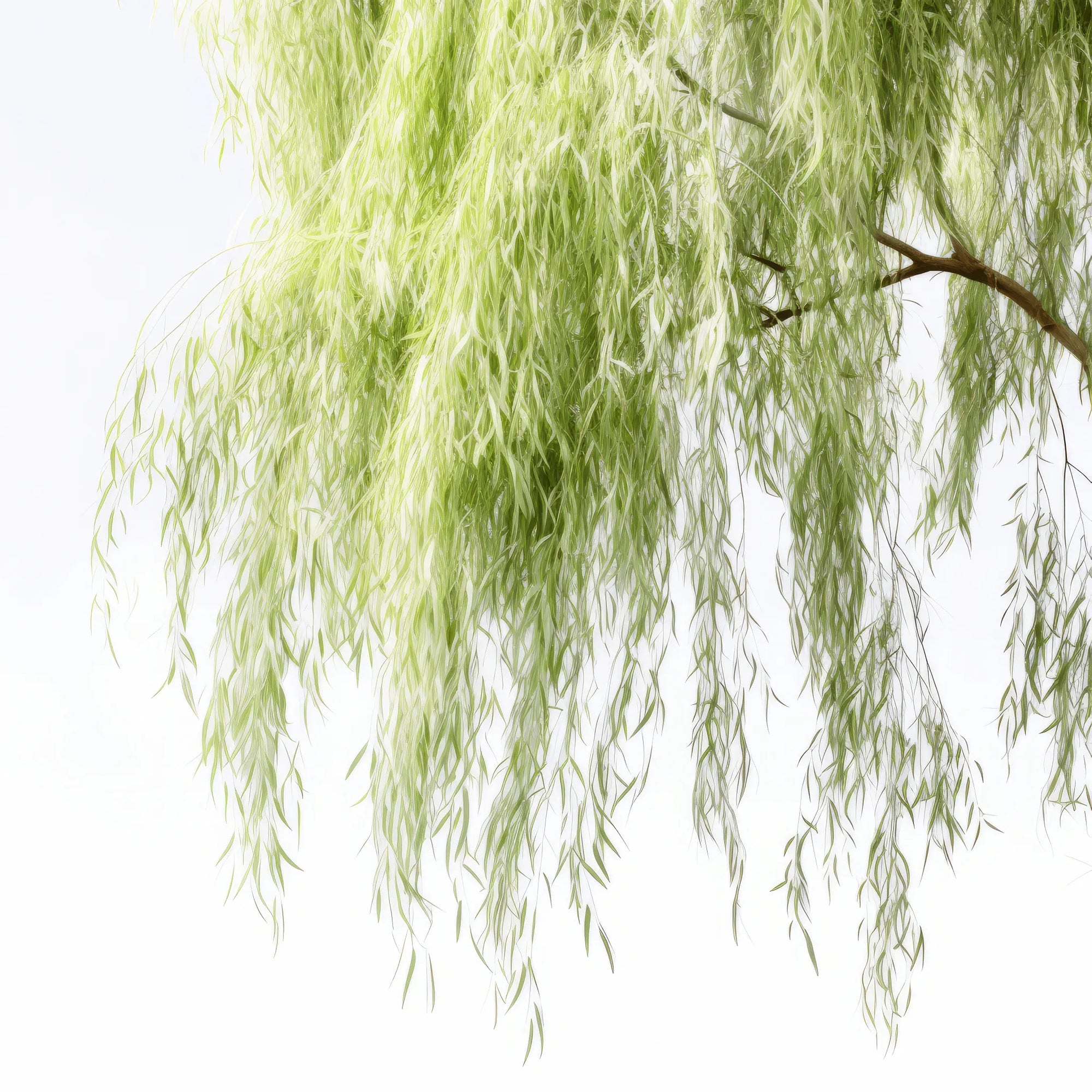 Ayanna willow tree