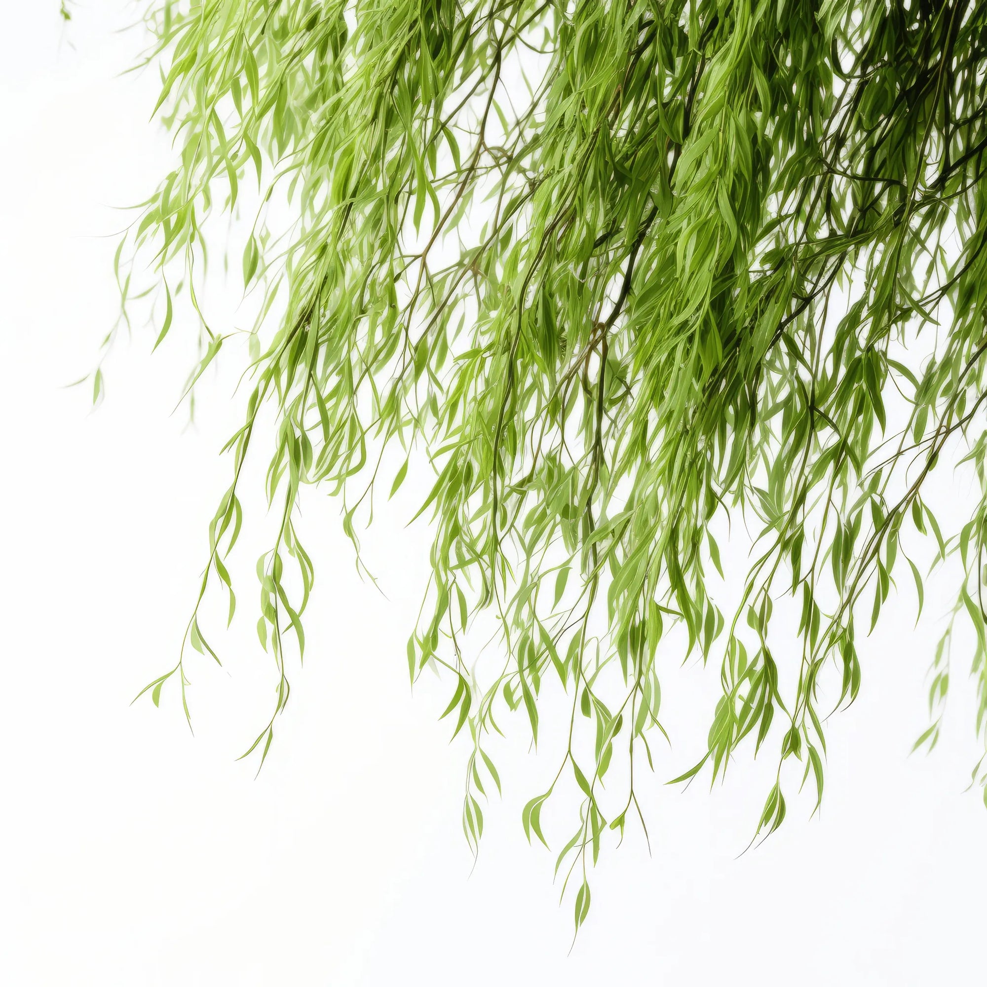 Ayanna willow tree