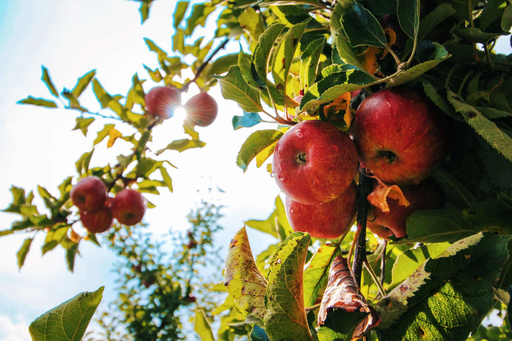How to get the most out of your tree from Arbor