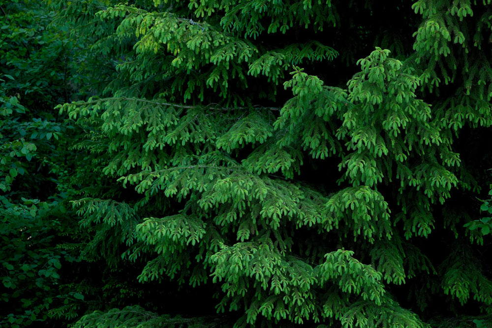 Sustainability at Arbor: Our efforts to create eco-friendly trees