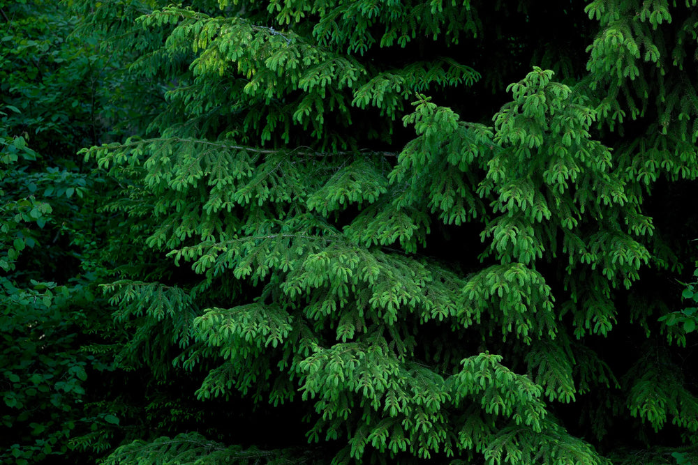 Sustainability at Arbor: Our efforts to create eco-friendly trees