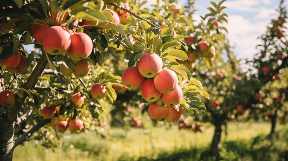 Behind the innovation: Arbor's research and development for trees