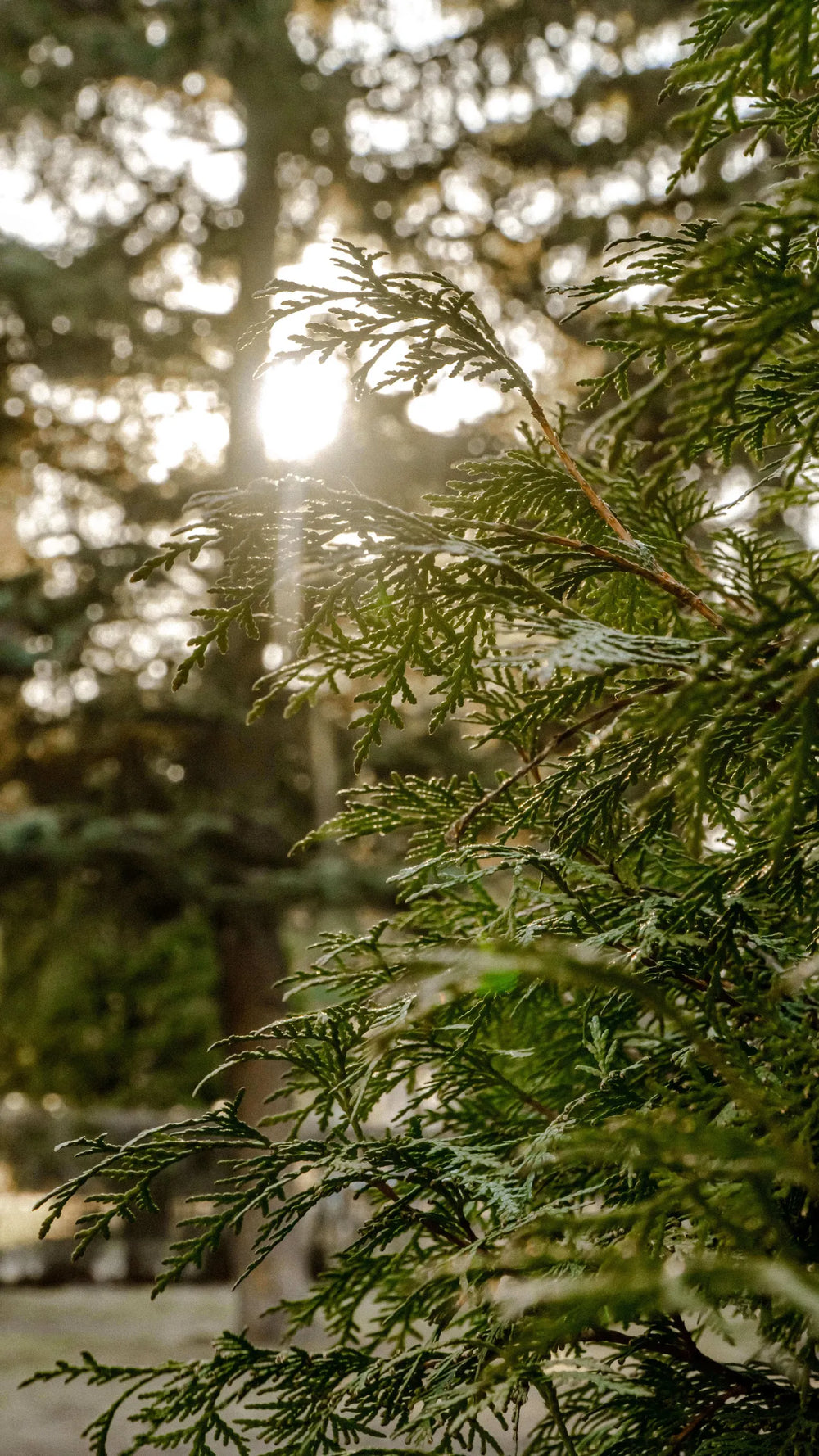 Ein Blick auf Arbors Engagement in der Gartengemeinschaft